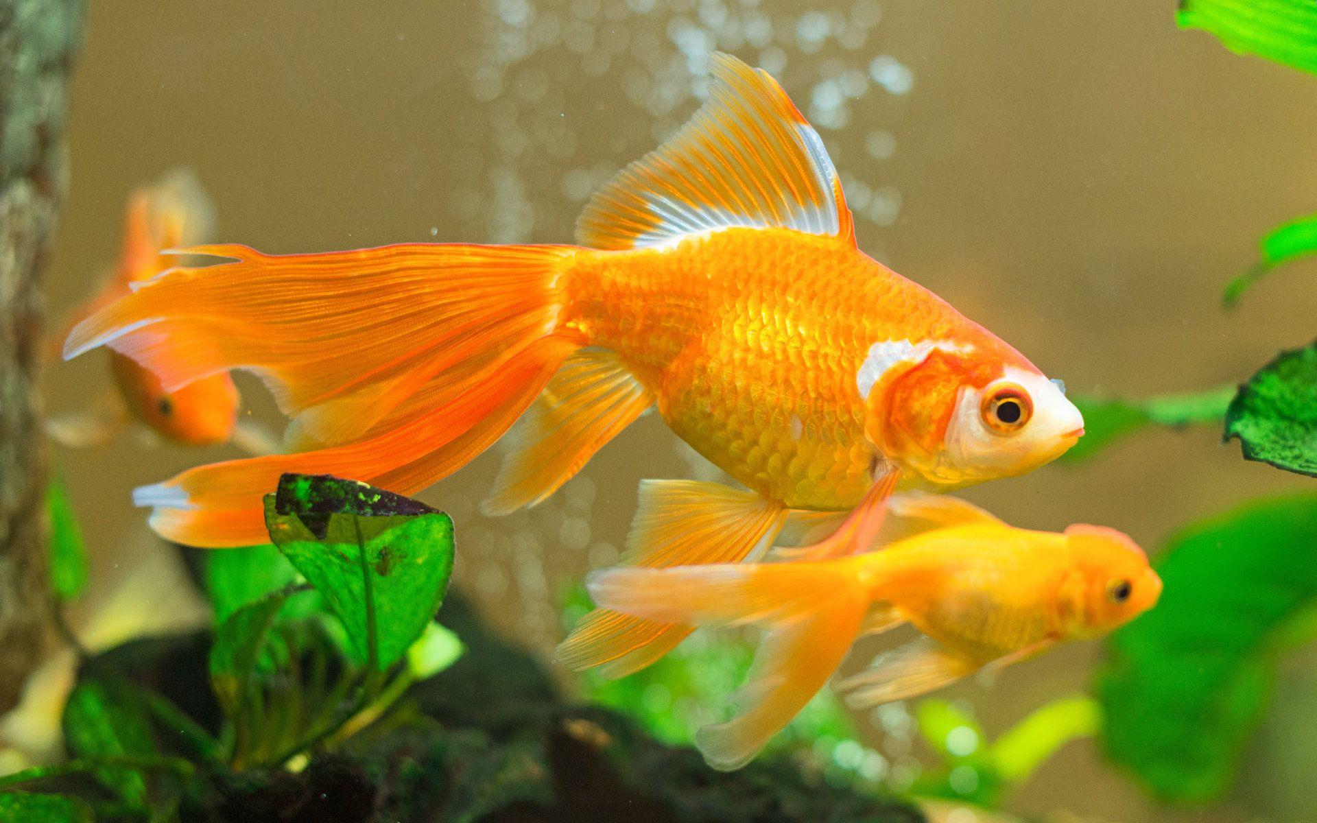 Goldfish Wallpapers Top Free Goldfish Backgrounds WallpaperAccess