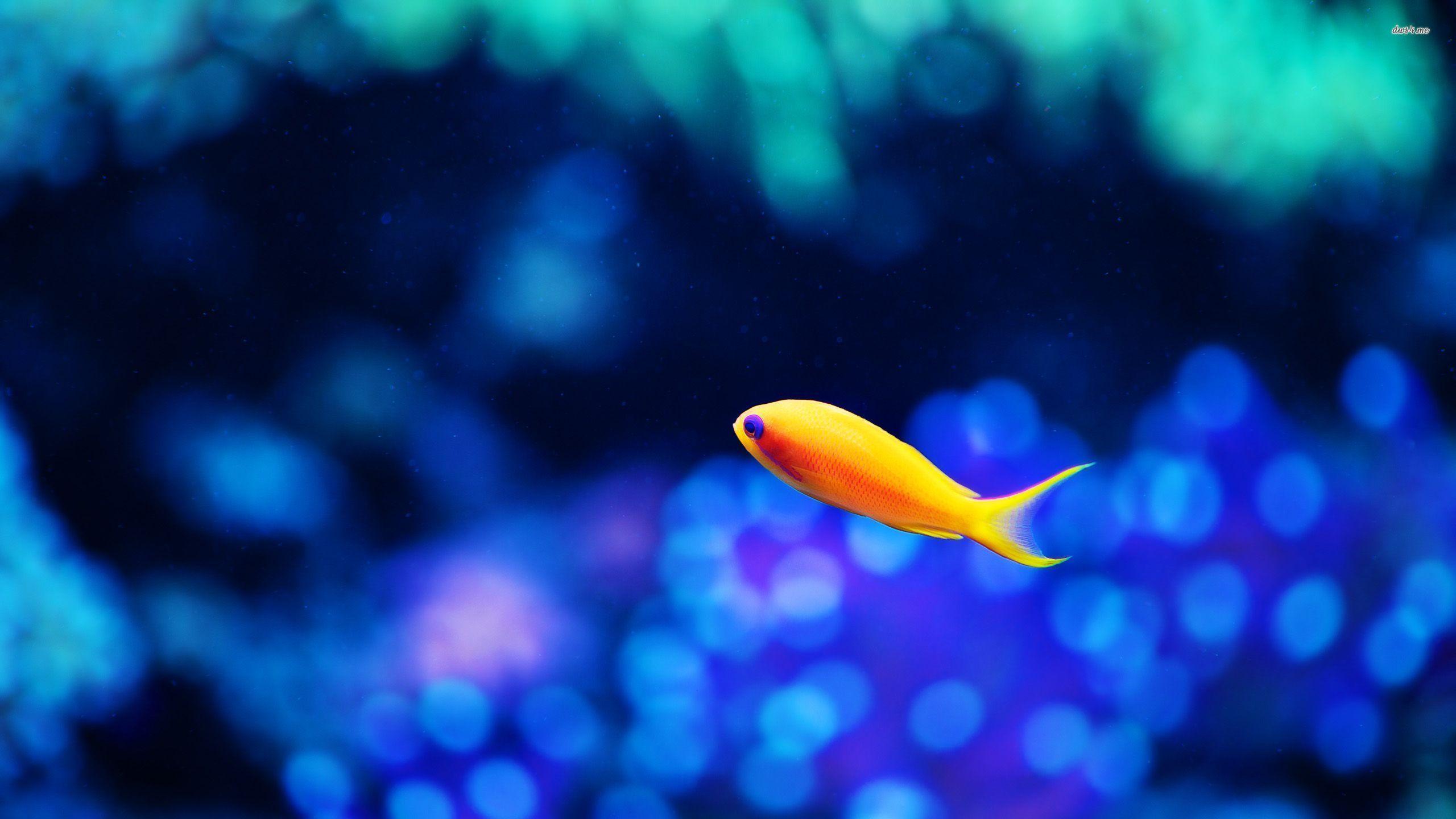 Goldfish Wallpapers Top Free Goldfish Backgrounds WallpaperAccess