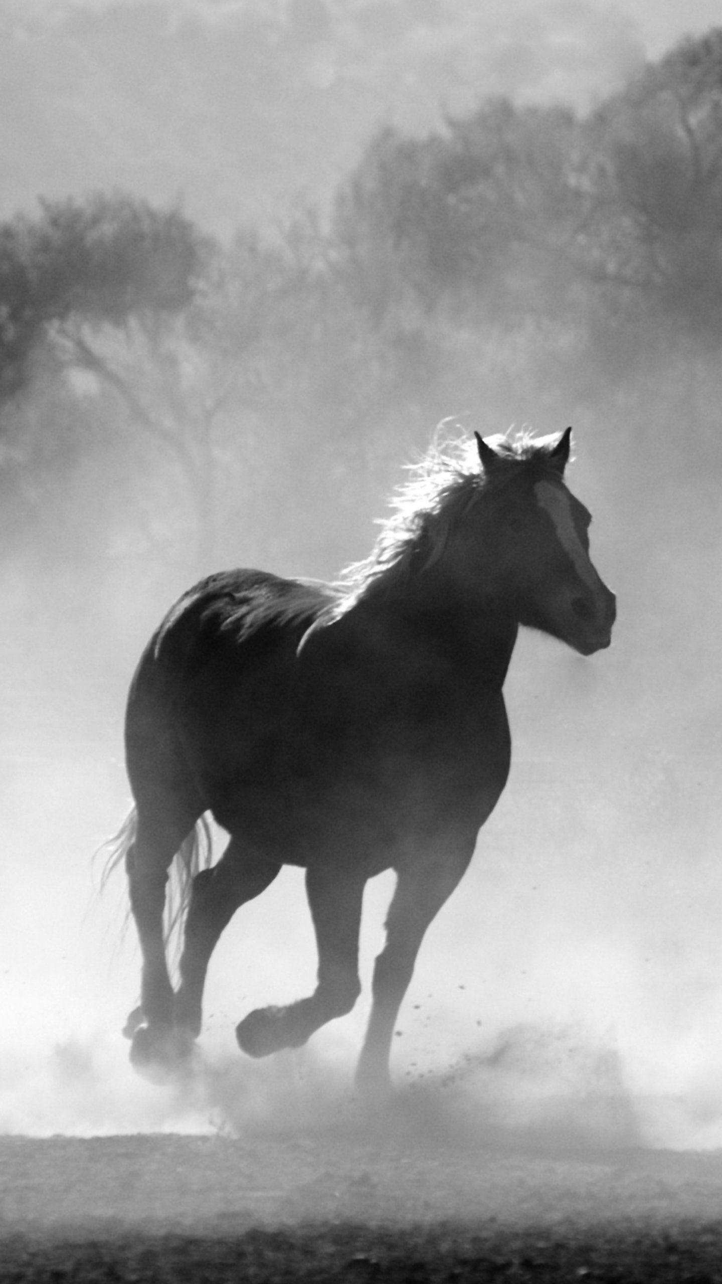Black Horse iPhone Wallpapers Top Free Black Horse iPhone Backgrounds WallpaperAccess