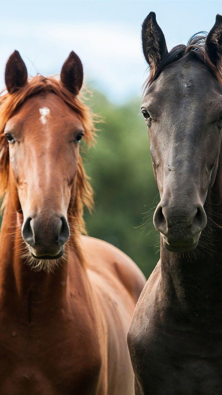Horse iPhone Wallpapers Top Free Horse iPhone Backgrounds