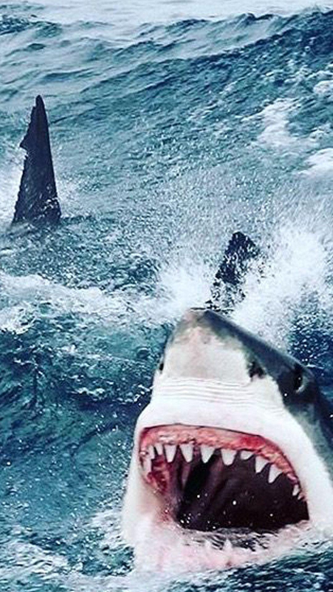 Shark iPhone Wallpapers Top Free Shark iPhone