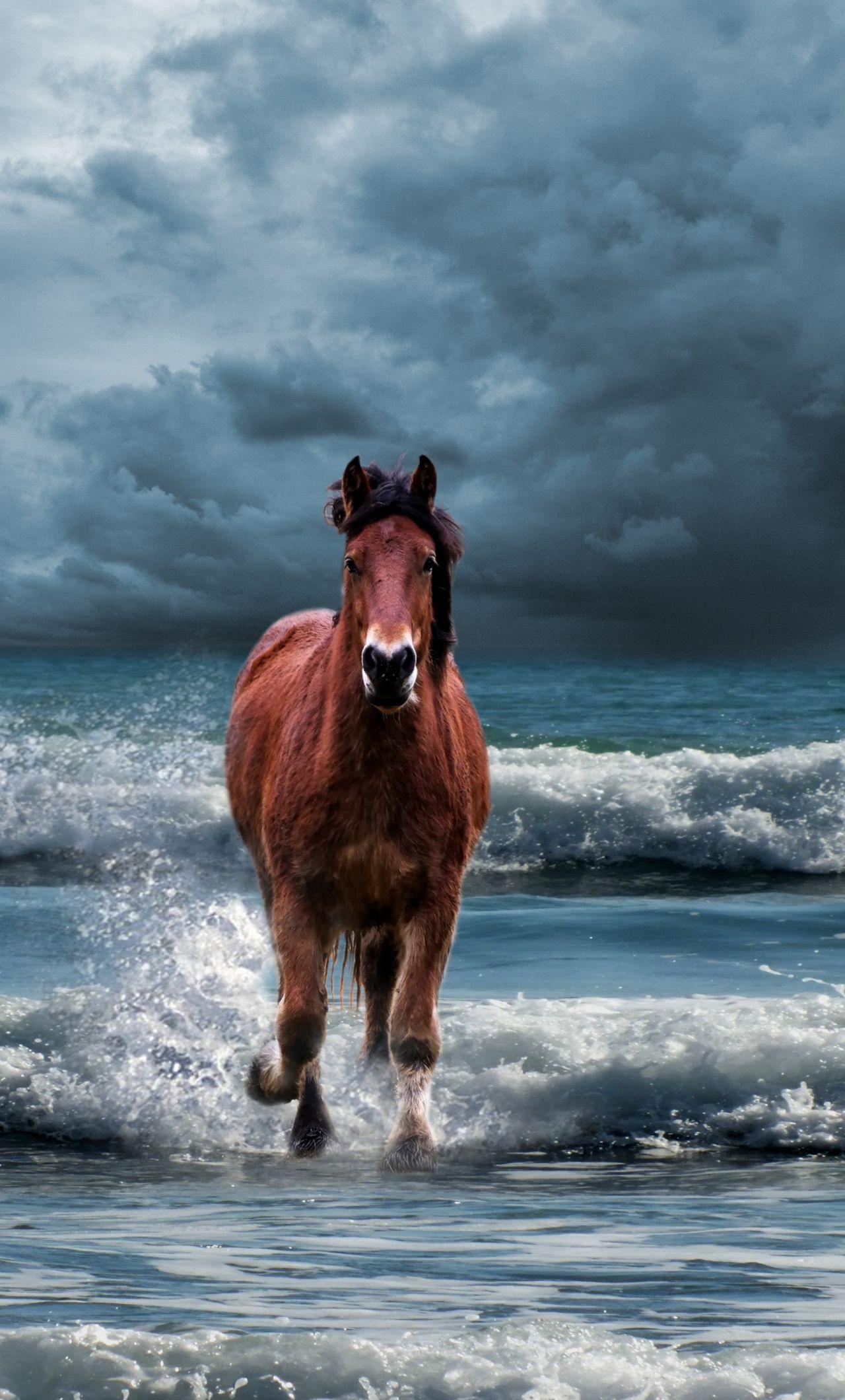 Horse iPhone Wallpapers Top Free Horse iPhone Backgrounds