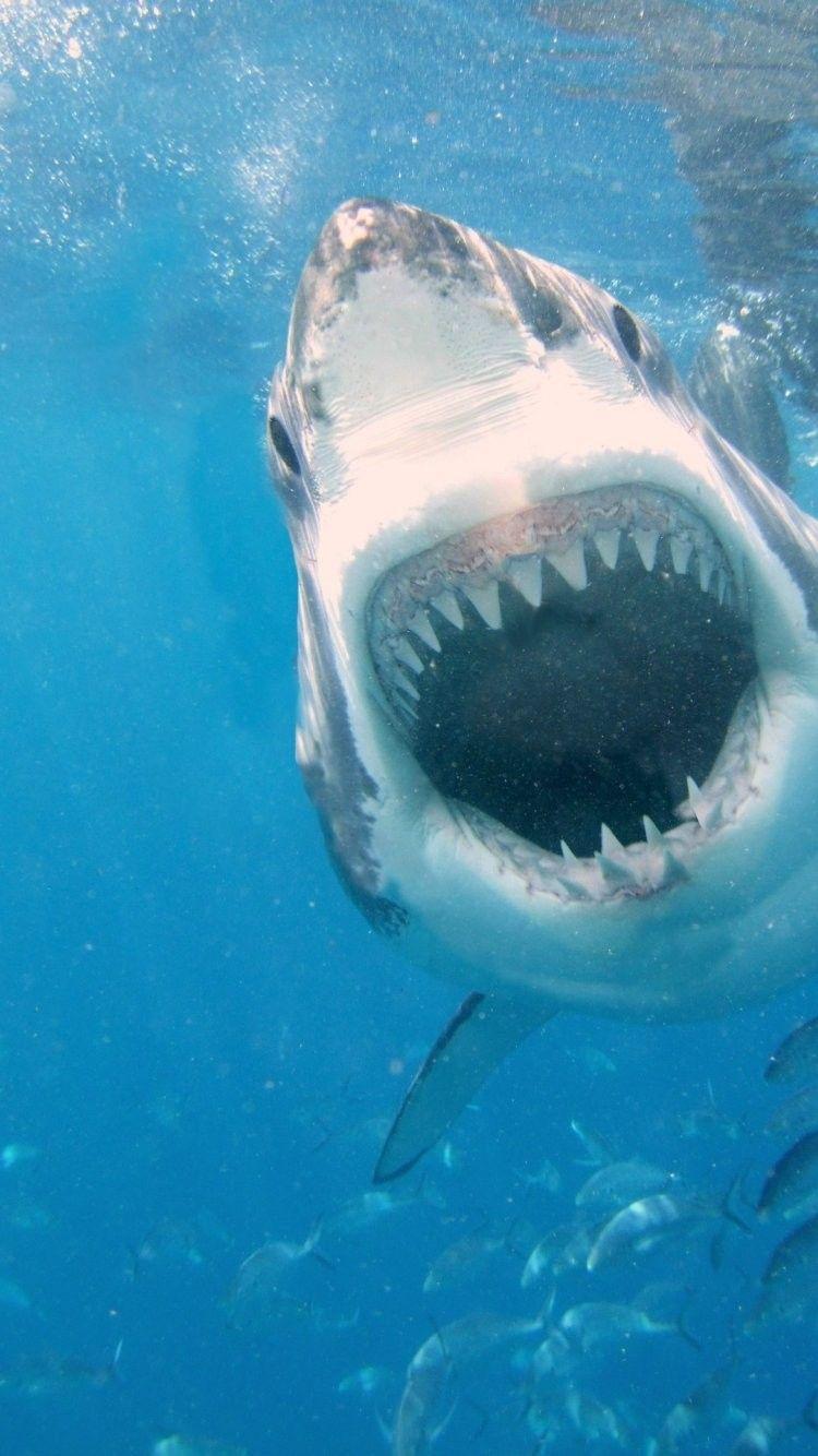Shark iPhone Wallpapers Top Free Shark iPhone Backgrounds