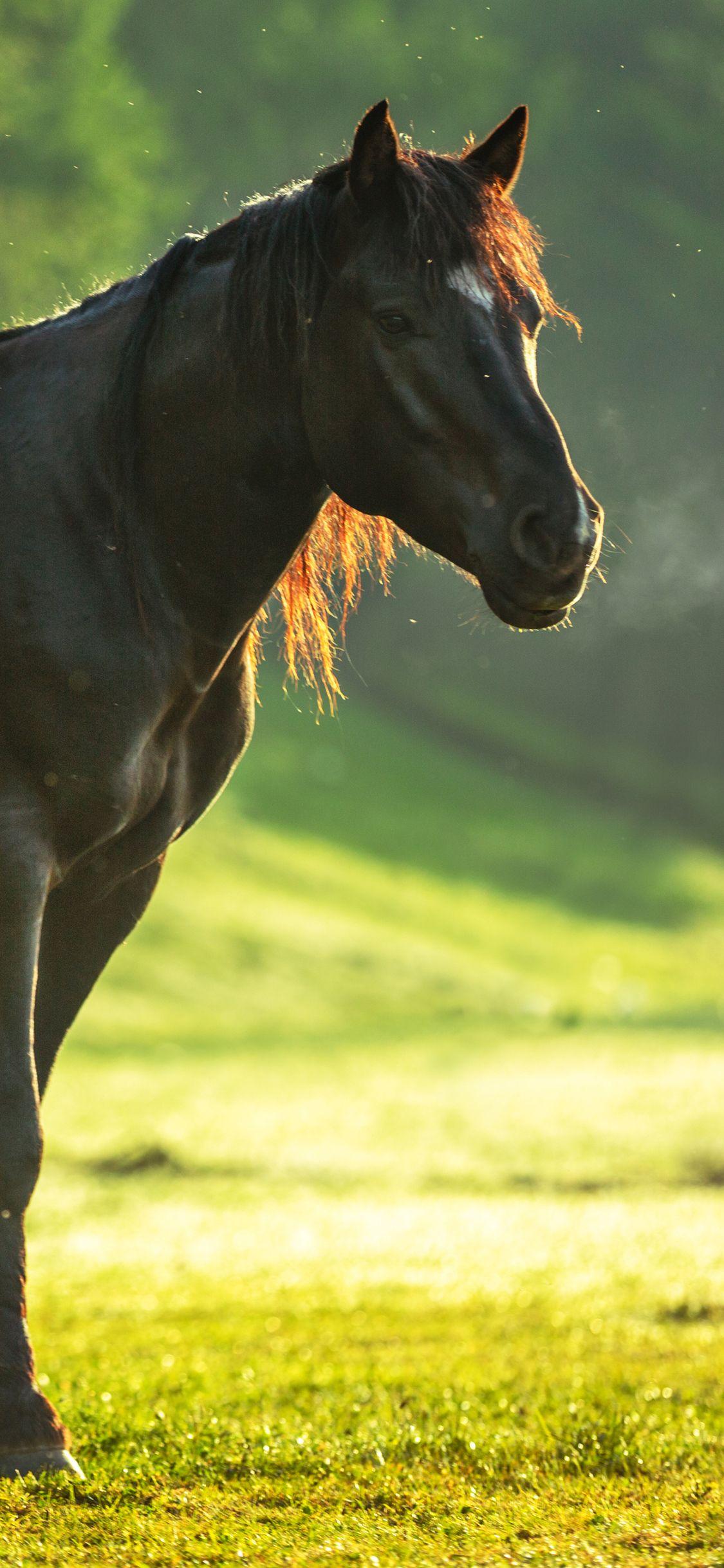 Horse iPhone Wallpapers Top Free Horse iPhone Backgrounds