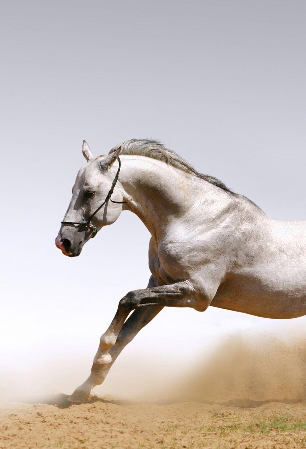 Horse iPhone Wallpapers Top Free Horse iPhone Backgrounds