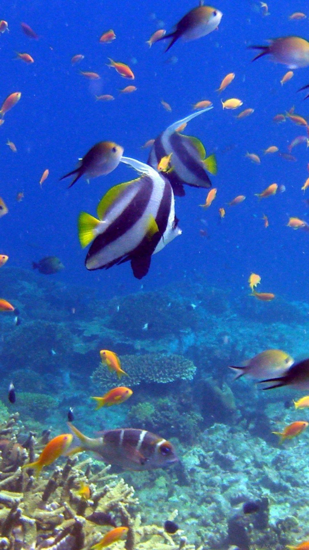 4K Ultra HD Underwater Wallpapers Top Free 4K Ultra HD Underwater