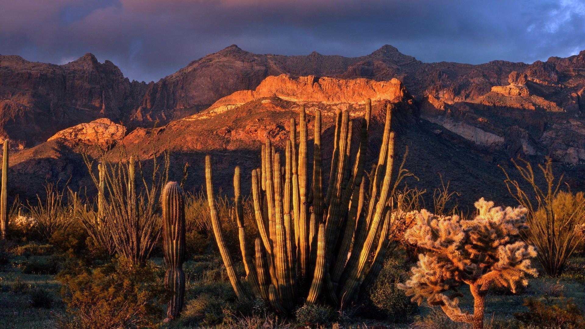 Phoenix Arizona Wallpapers Top Free Phoenix Arizona Backgrounds