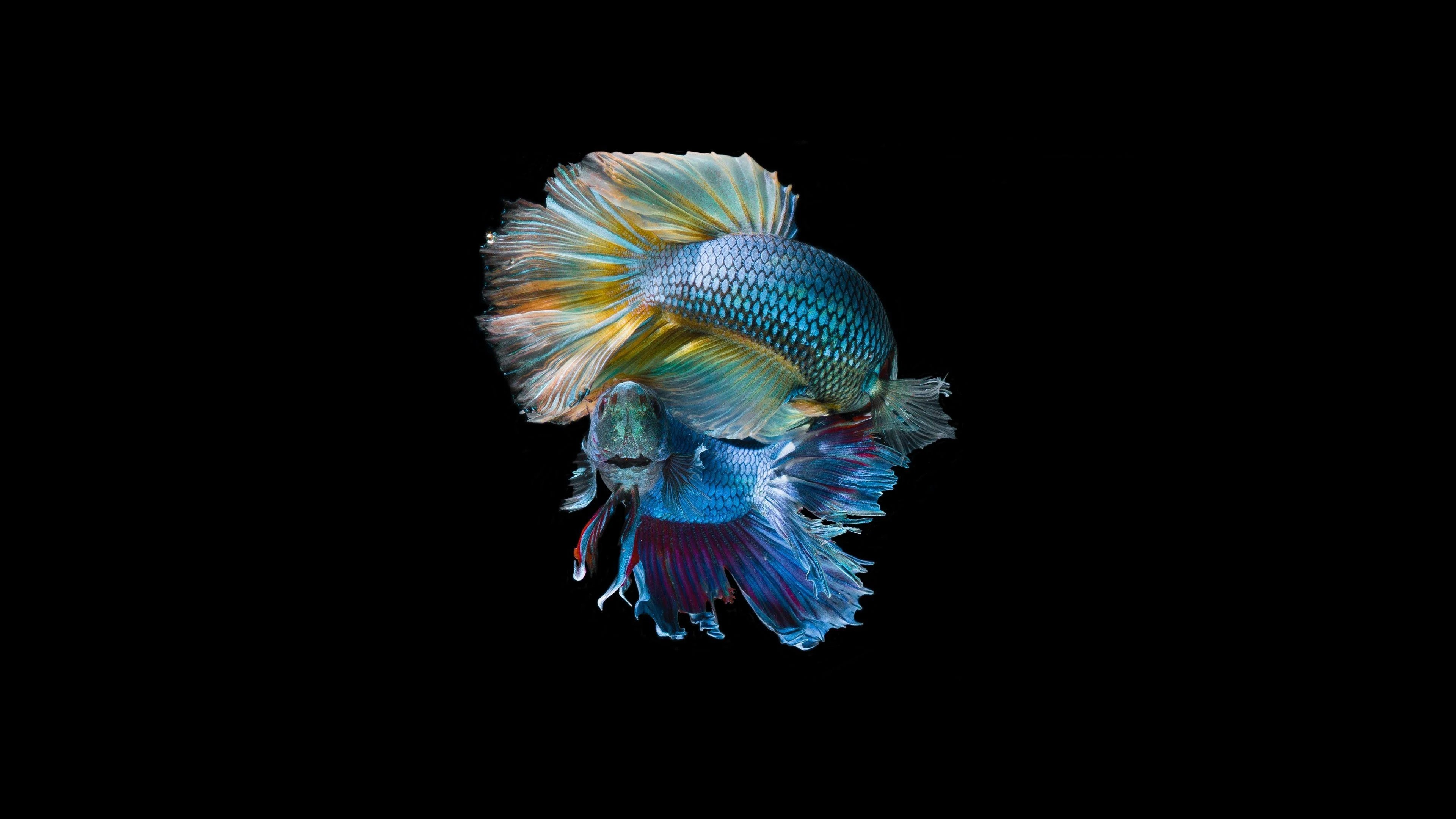 Fish 3840X2160 Wallpapers Top Free Fish 3840X2160 Backgrounds