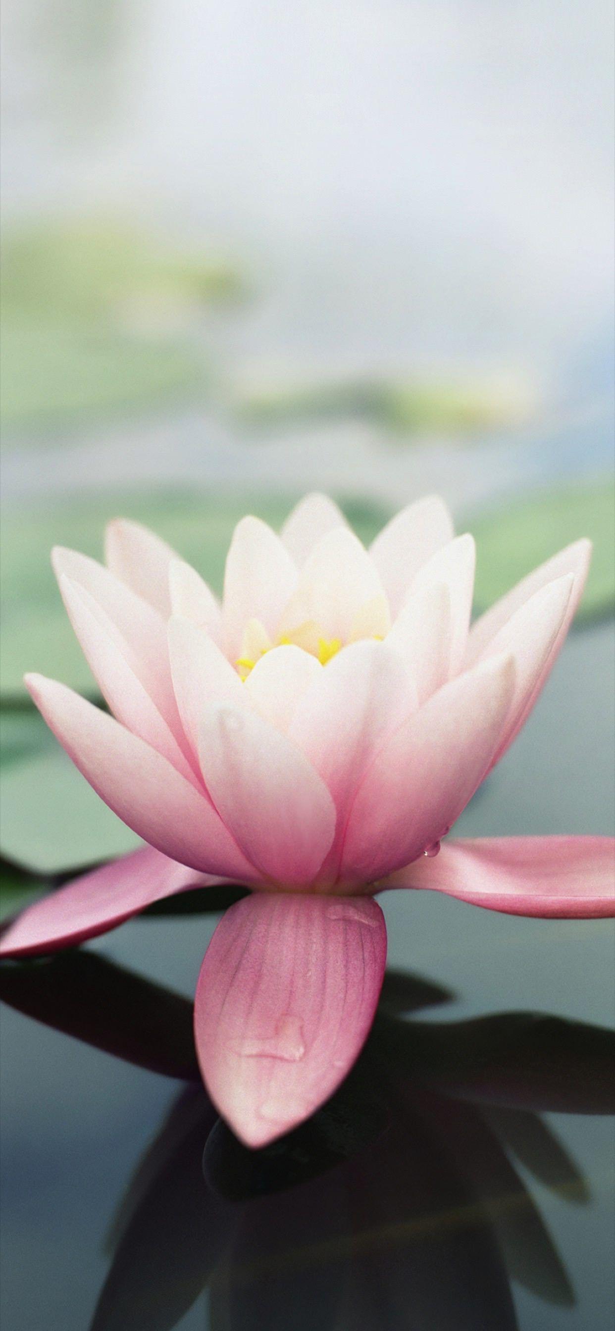 Lotus iPhone Wallpapers Top Free Lotus iPhone Backgrounds