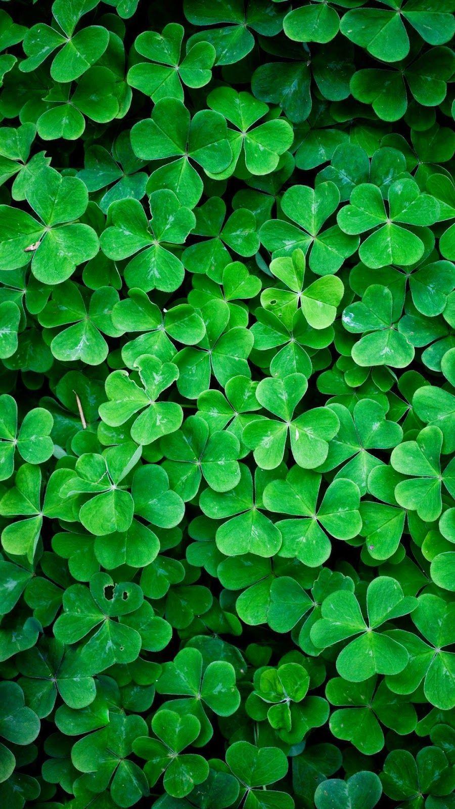 iPhone Green Wallpapers Top Free iPhone Green Backgrounds