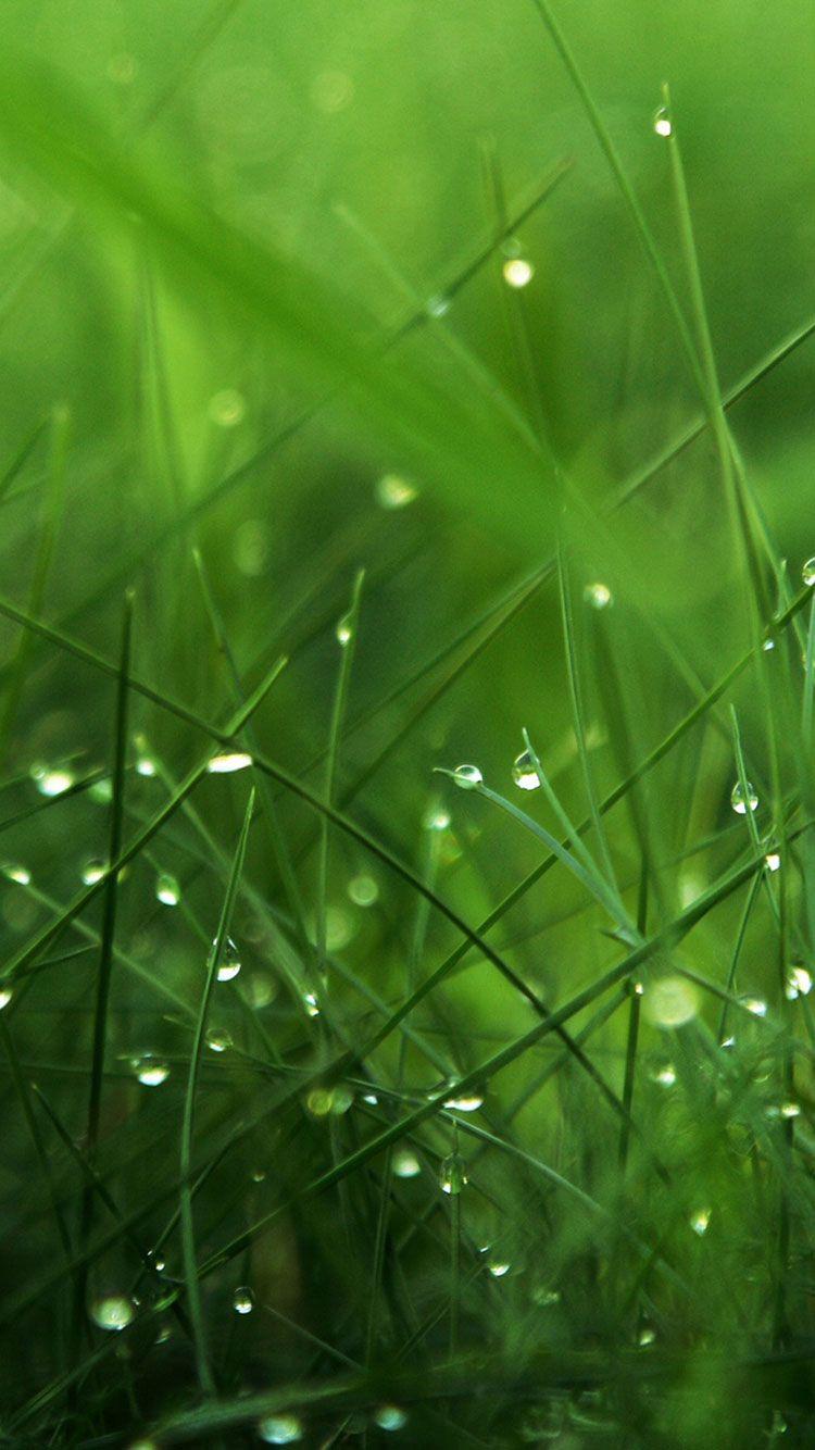iPhone Green Wallpapers Top Free iPhone Green Backgrounds