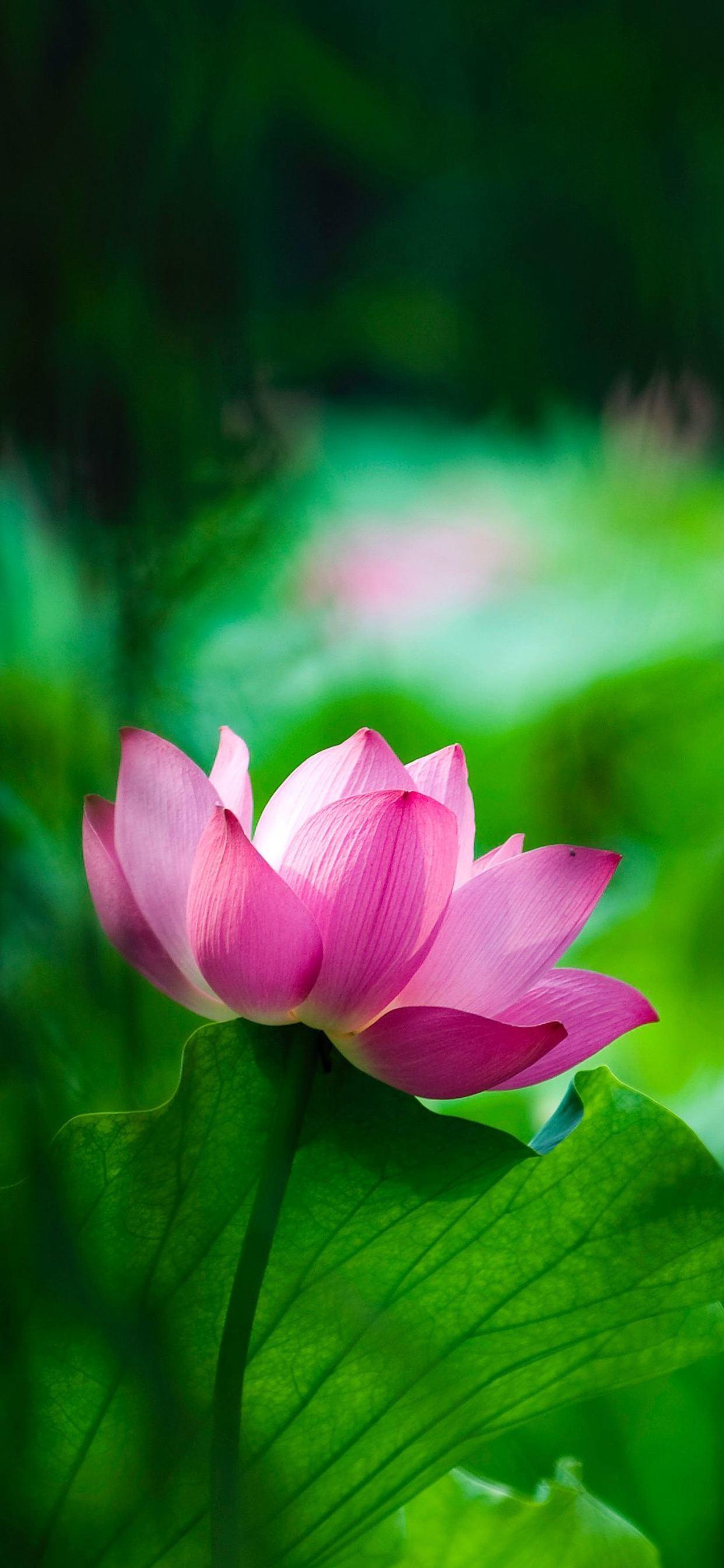 Lotus iPhone Wallpapers Top Free Lotus iPhone Backgrounds