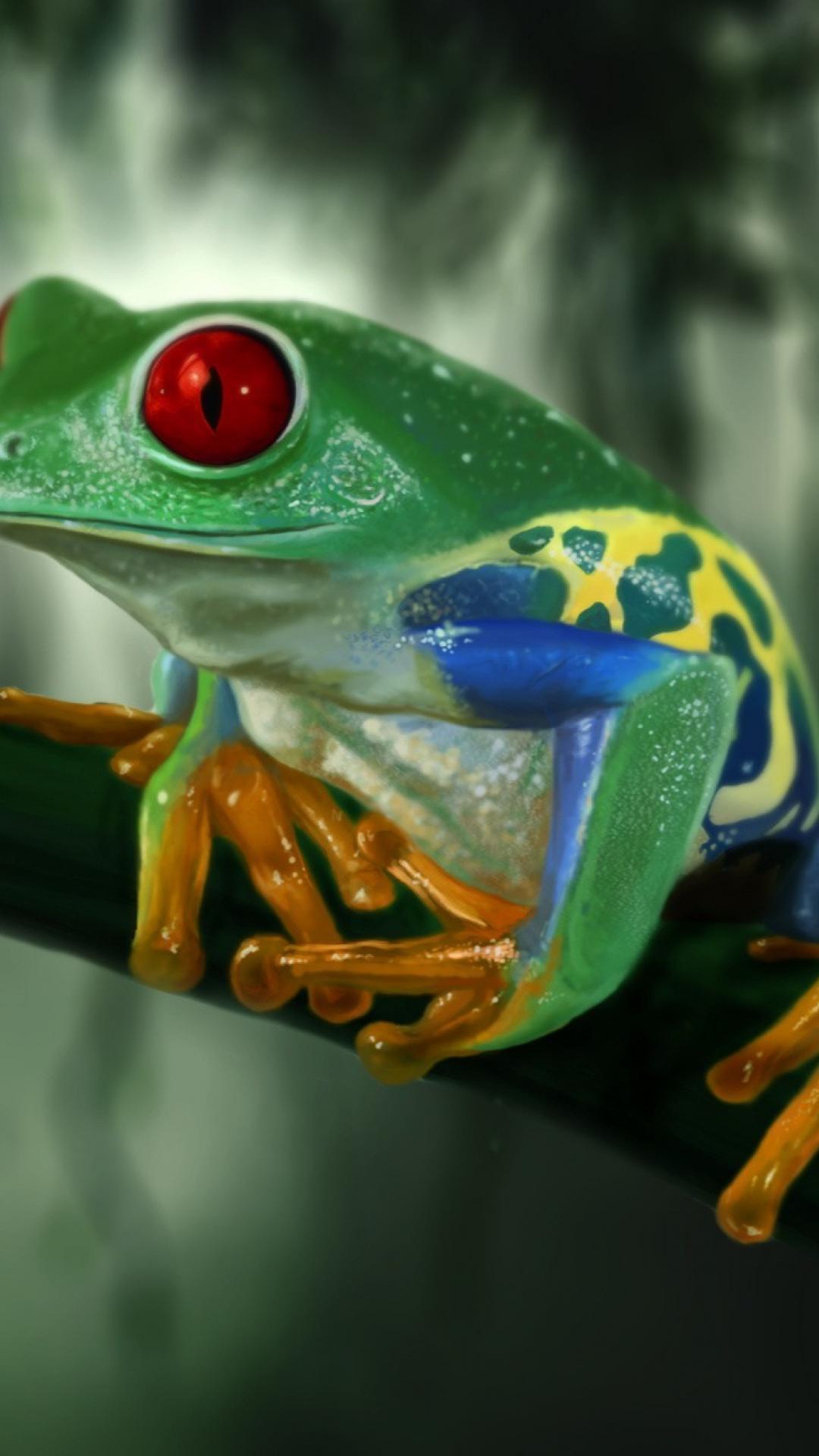 Frog iPhone Wallpapers Top Free Frog iPhone Backgrounds WallpaperAccess