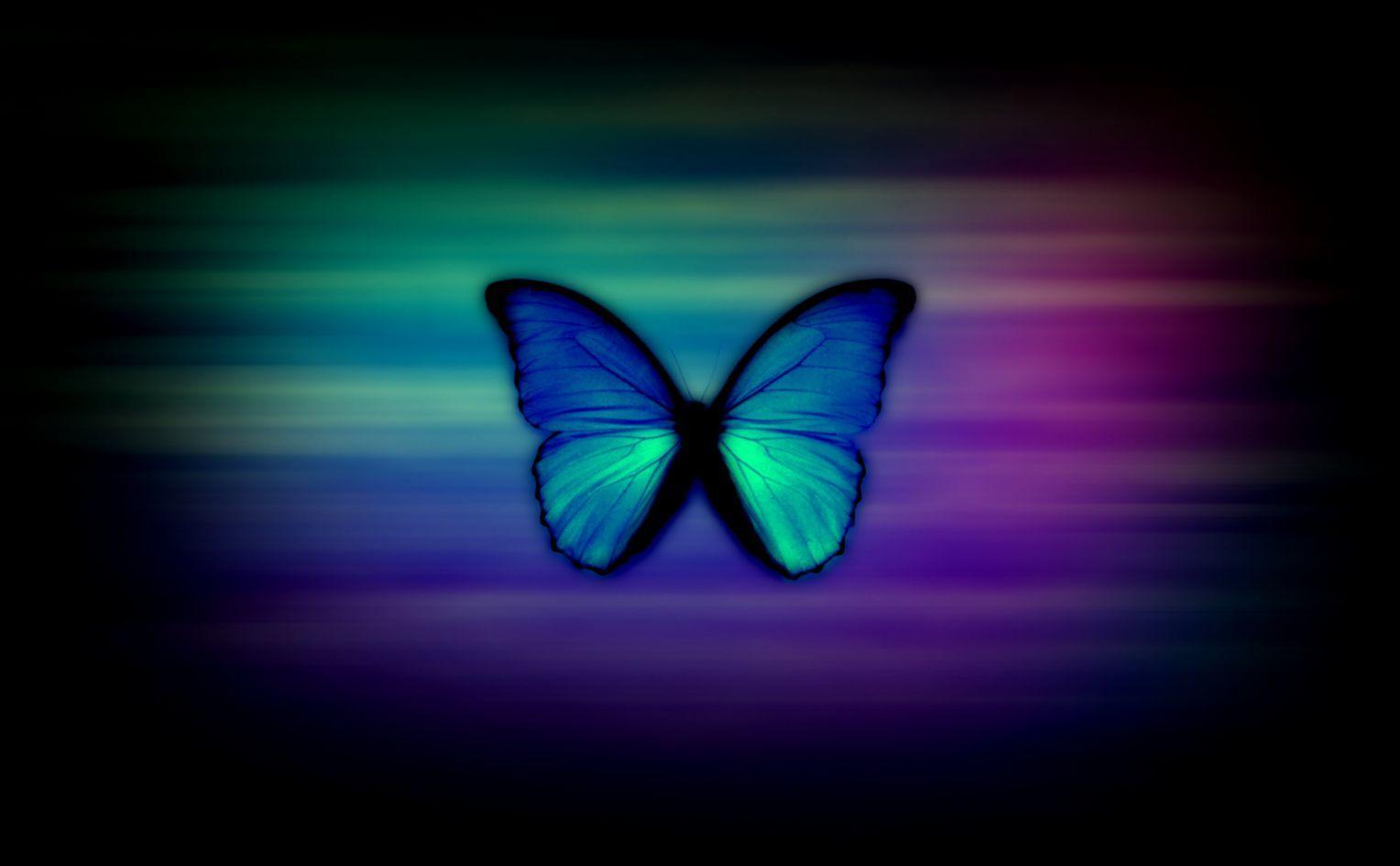 Blue Butterfly Desktop Wallpapers Top Free Blue Butterfly Desktop