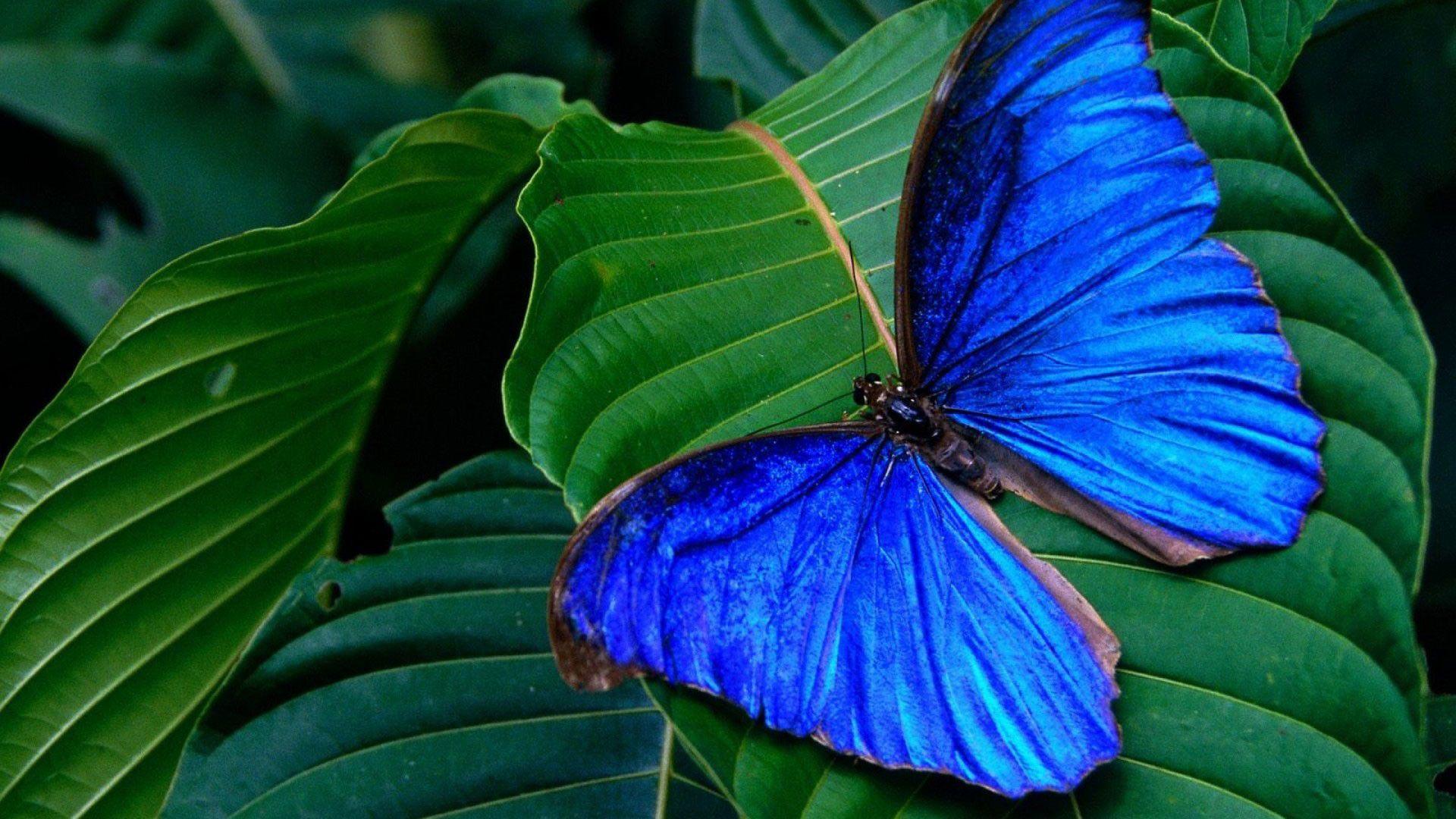 Blue Butterfly Desktop Wallpapers Top Free Blue Butterfly Desktop