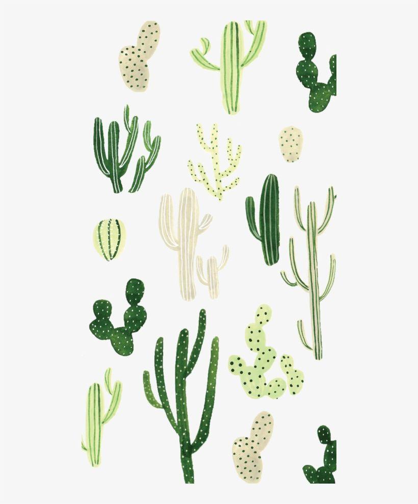 Aesthetic Cactus Wallpapers Top Free Aesthetic Cactus Backgrounds