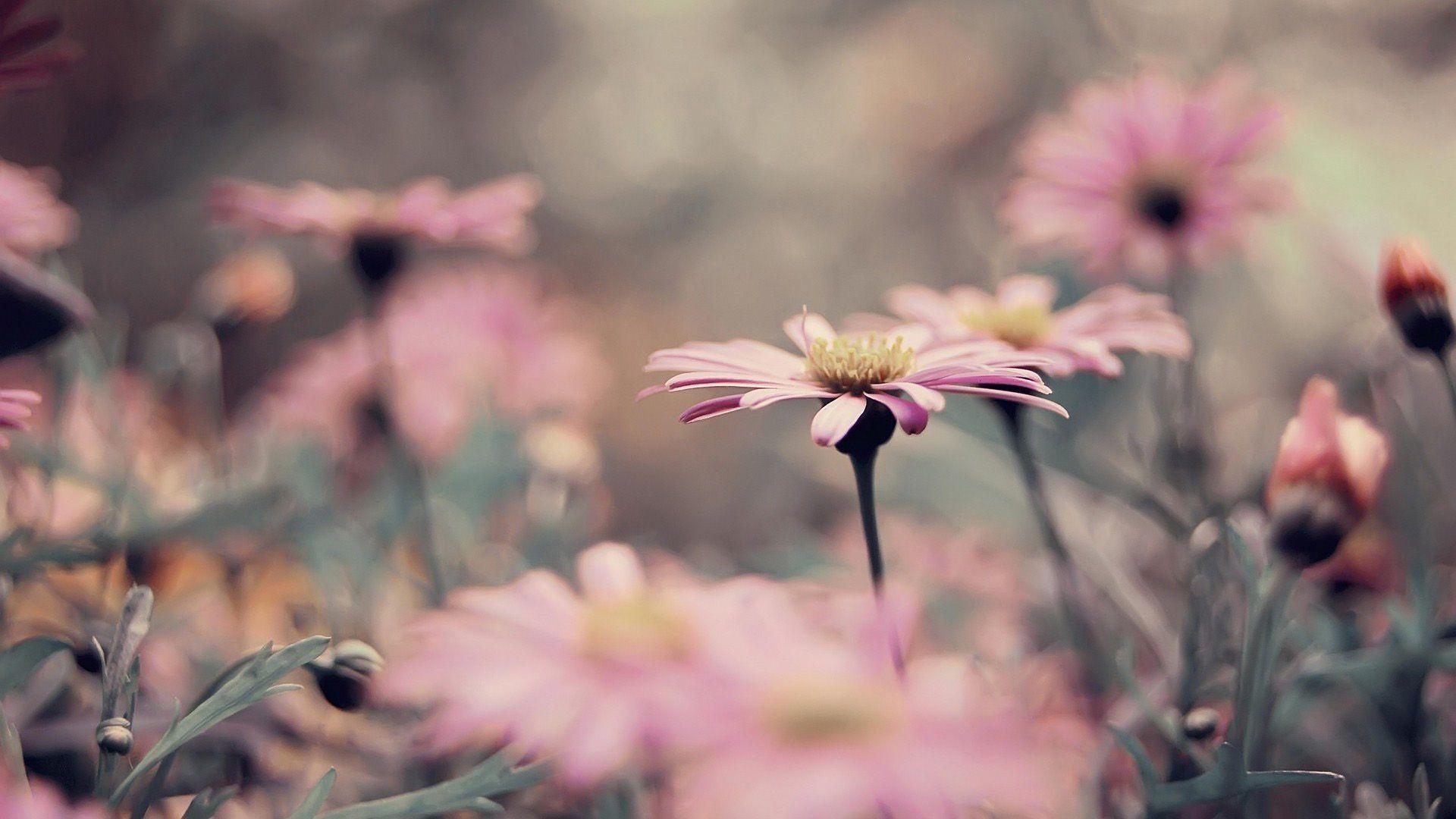 Vintage Flowers Photography Wallpapers Top Free Vintage Flowers