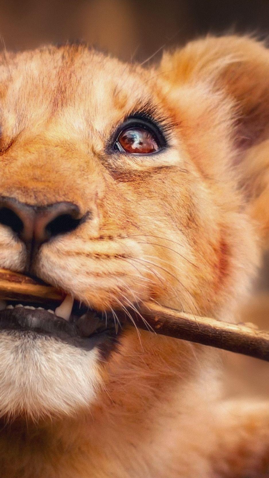 Funny Animal iPhone Wallpapers Top Free Funny Animal iPhone