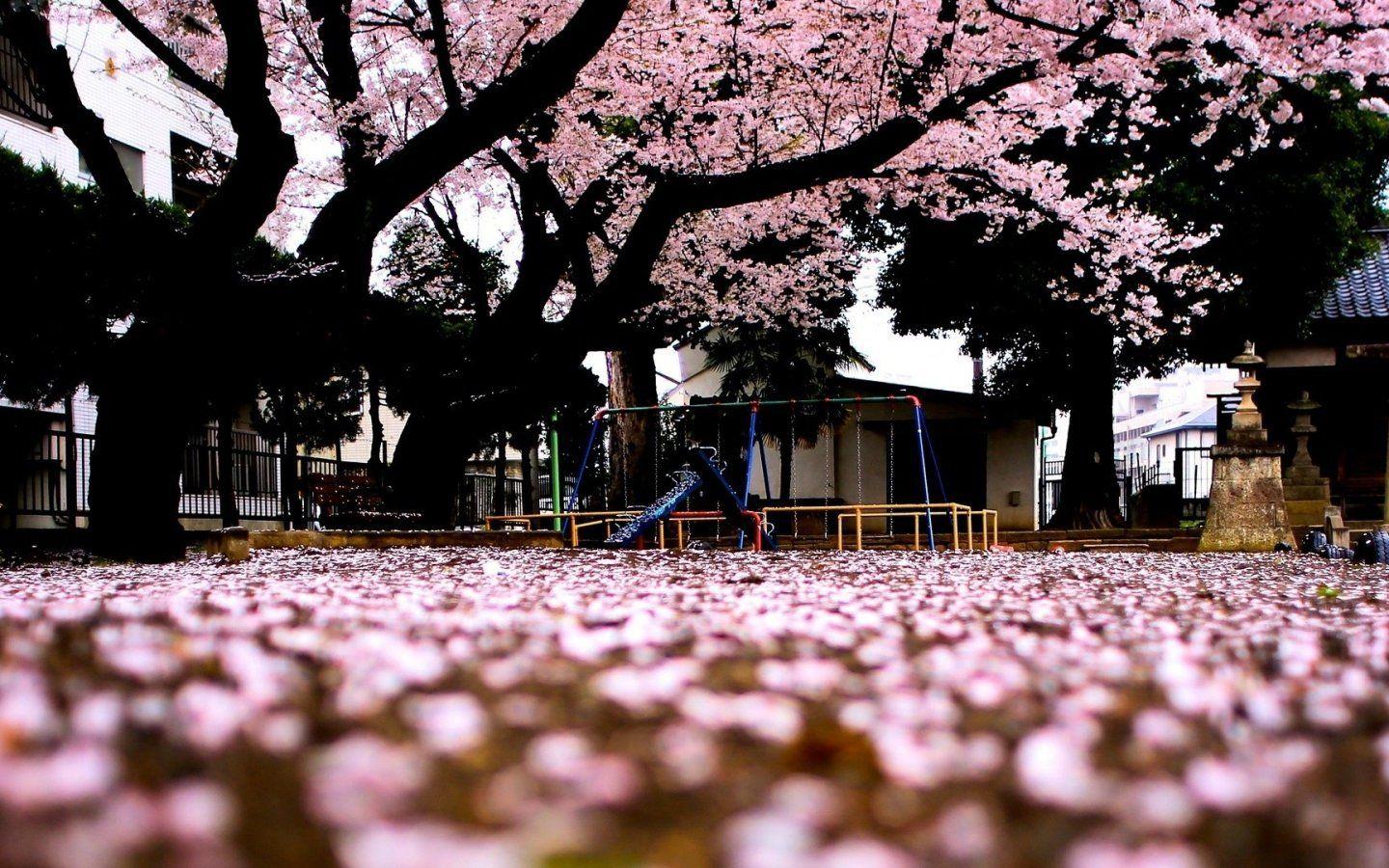 Wallpaper Japan Flower GAMBAR BUNGA