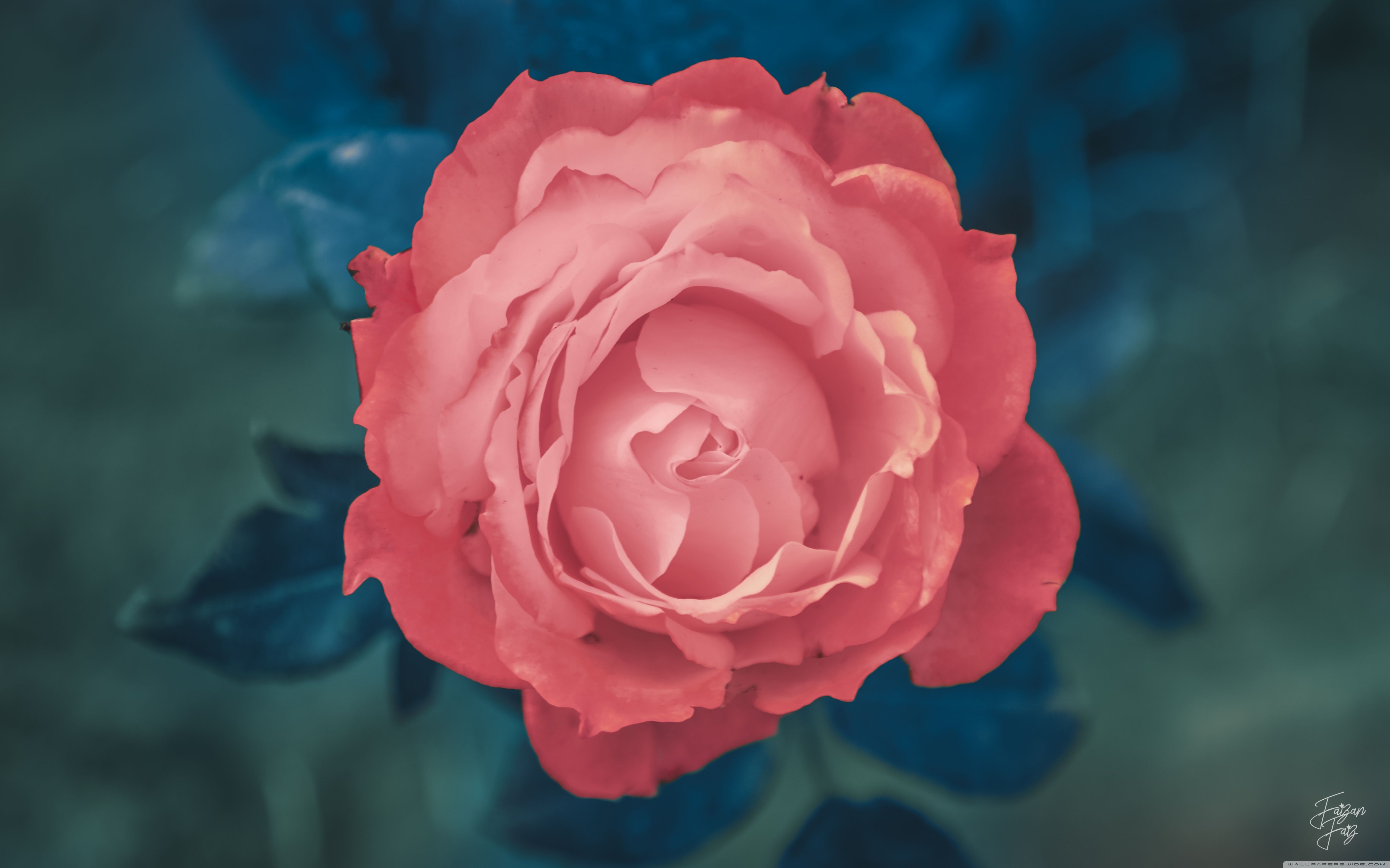 Rosé Gone Wallpapers Top Free Rosé Gone Backgrounds WallpaperAccess