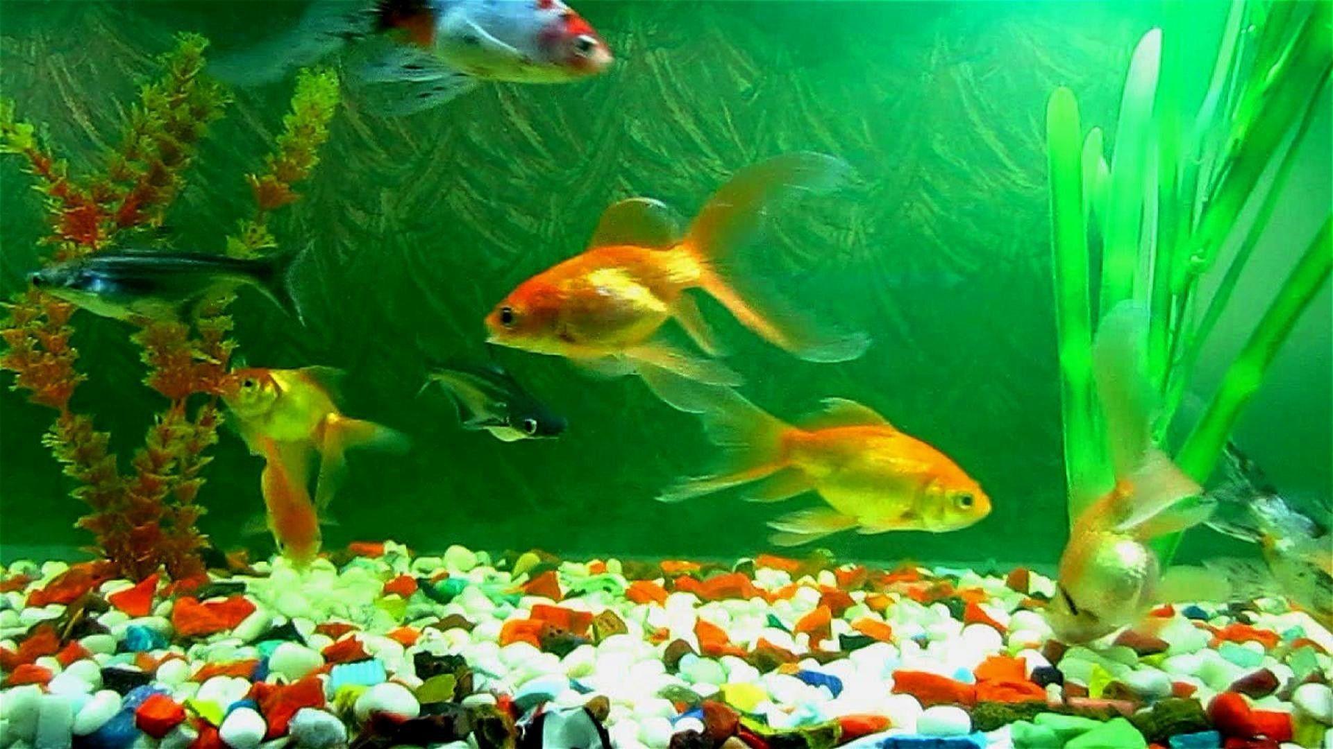 Goldfish Live Wallpaper For Pc