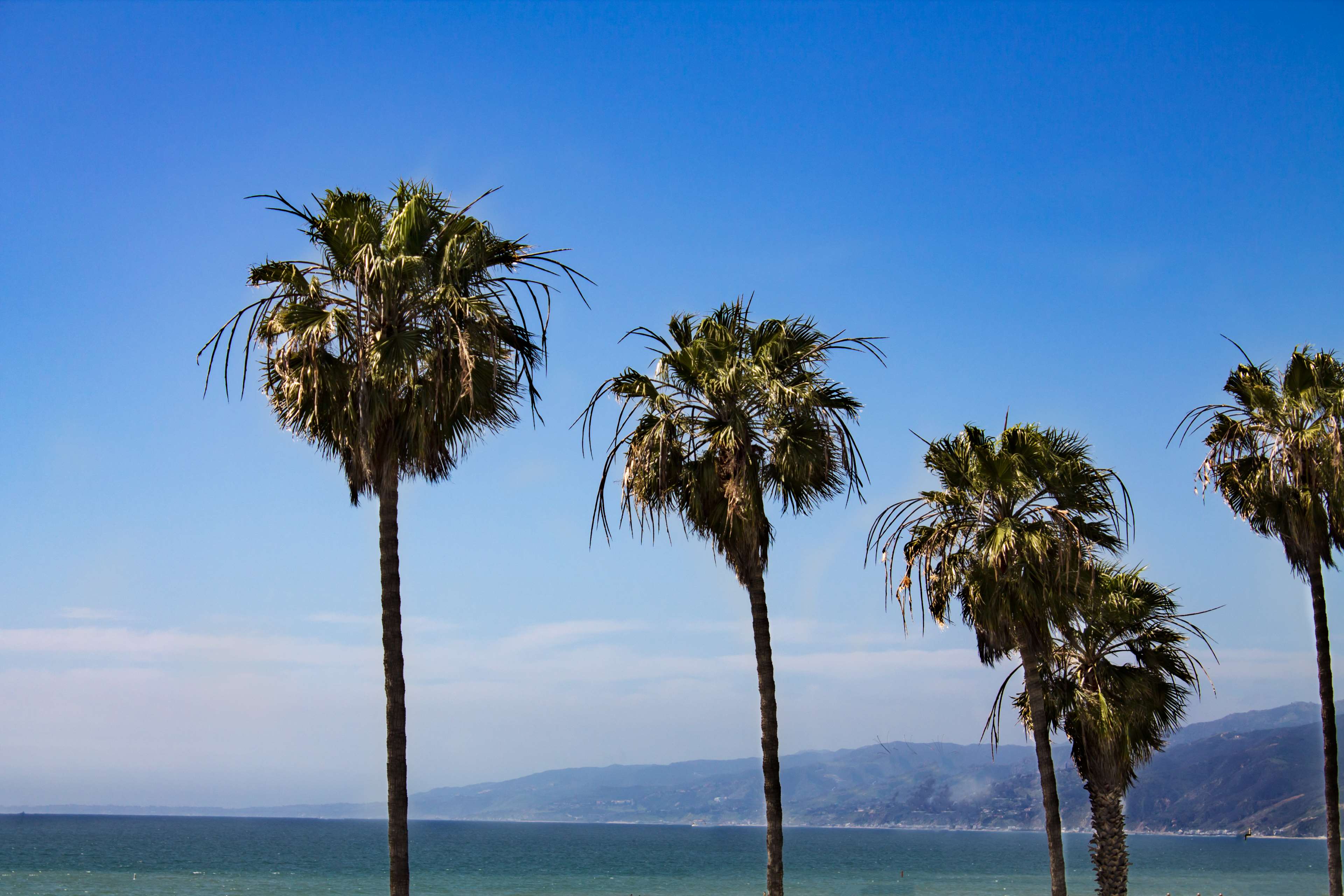 California Palm Trees Wallpapers Top Free California Palm Trees