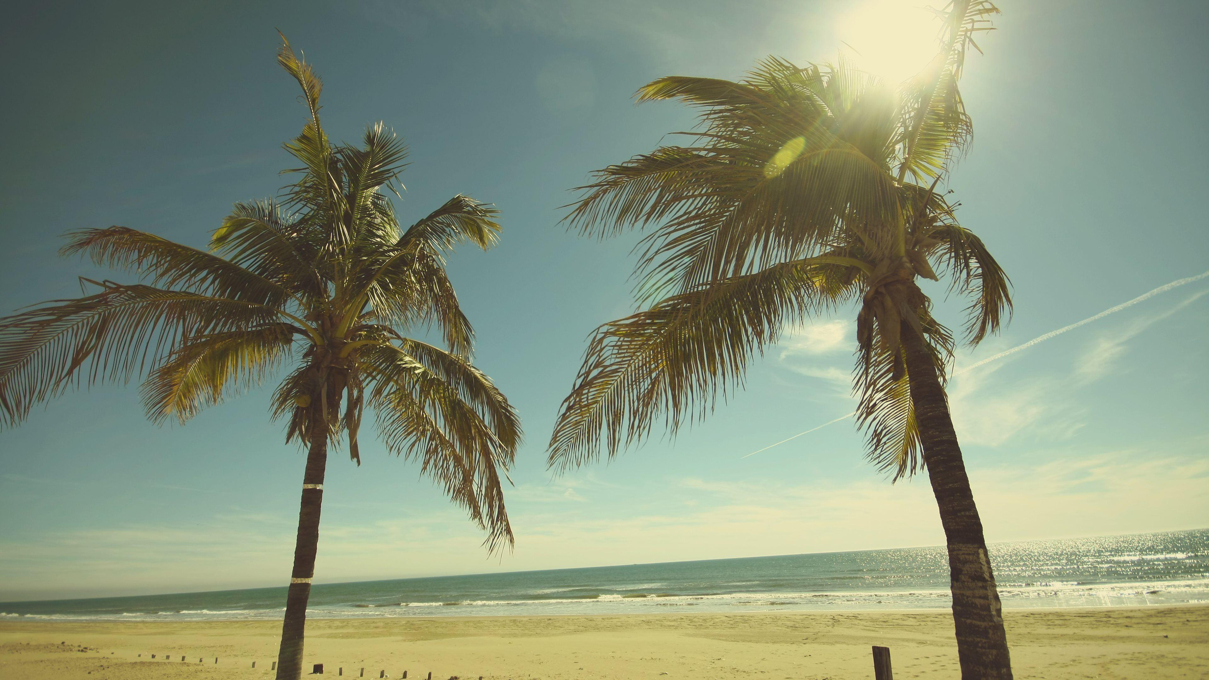 California Palm Trees Wallpapers Top Free California Palm Trees