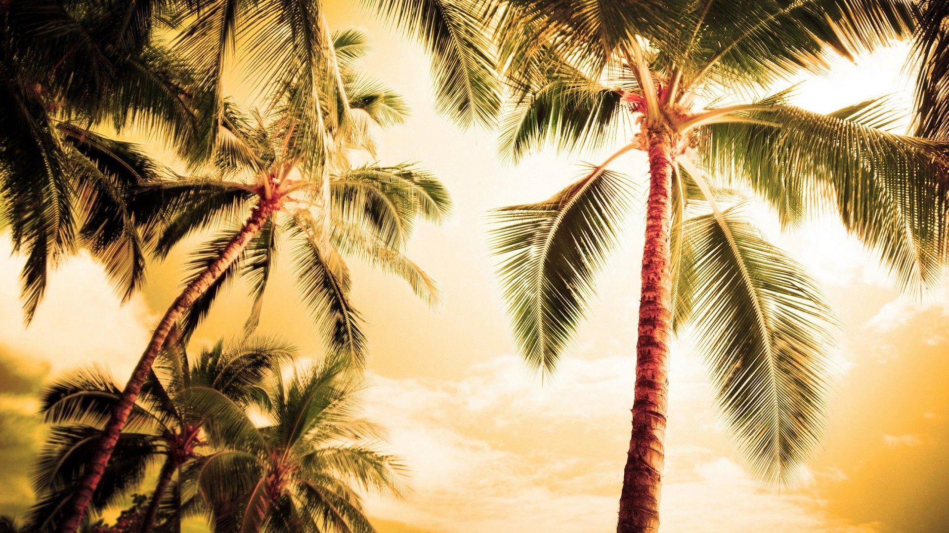 California Palm Trees Wallpapers Top Free California Palm Trees