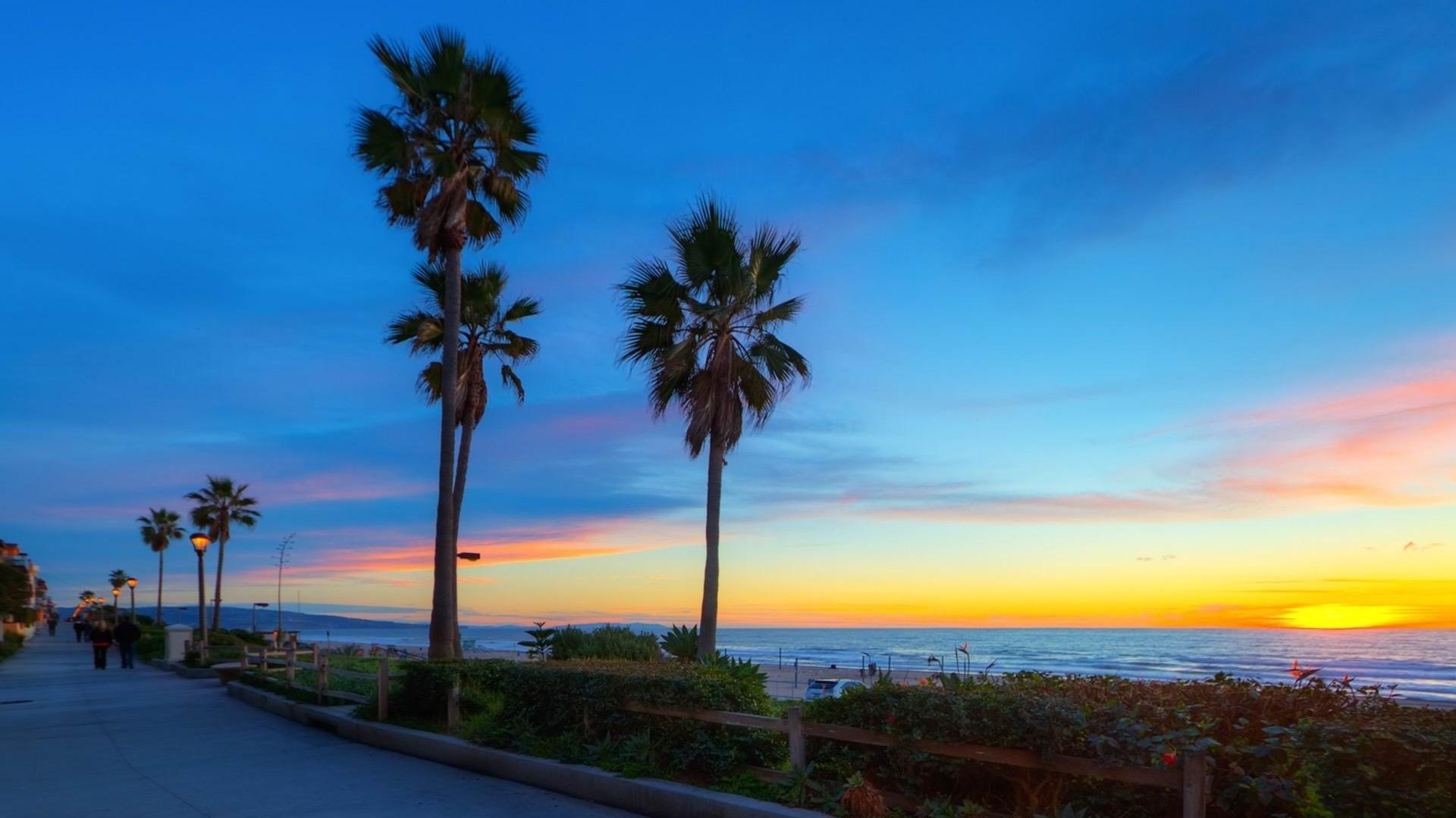 California Palm Trees Wallpapers Top Free California Palm Trees