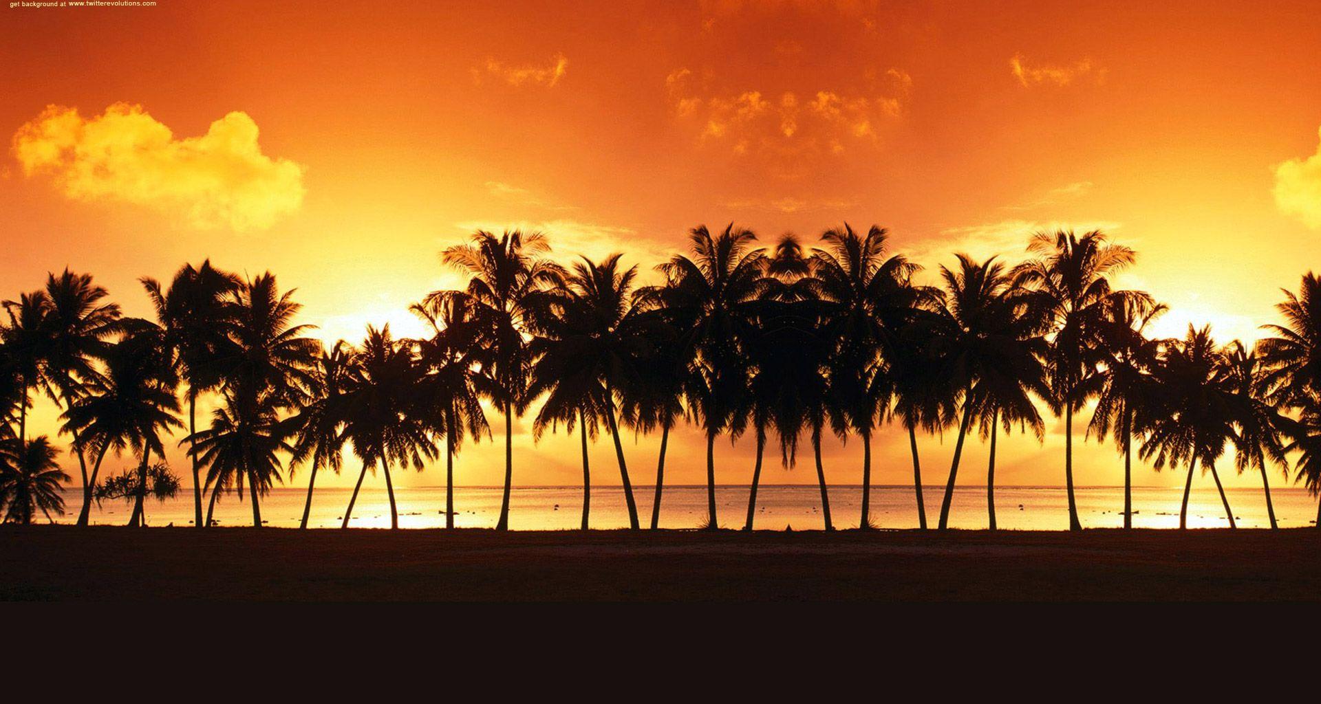 California Palm Trees Wallpapers Top Free California Palm Trees
