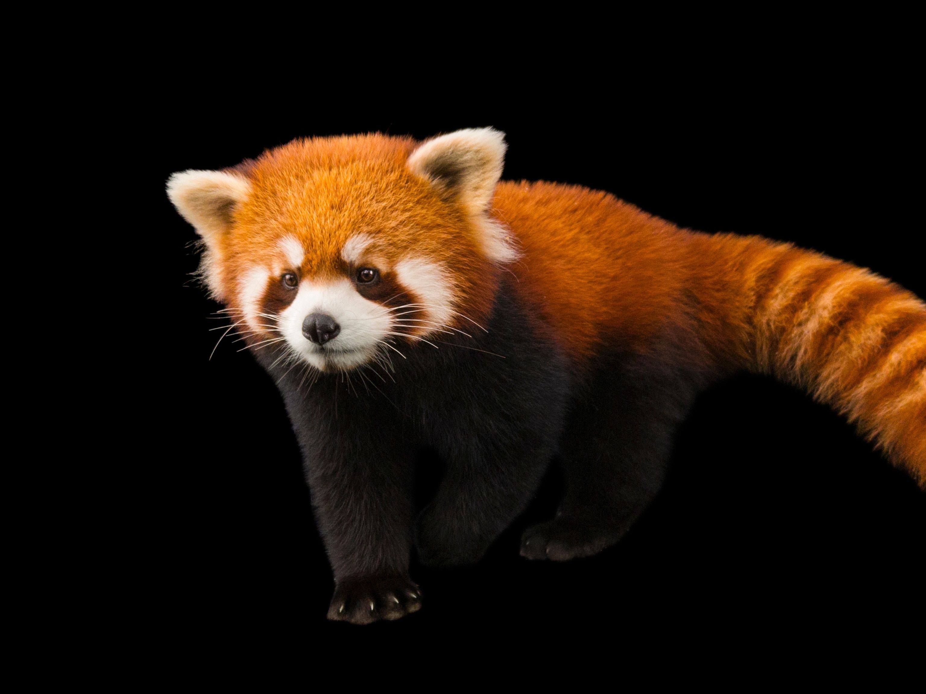 Endangered Animals Wallpapers Top Free Endangered Animals Backgrounds