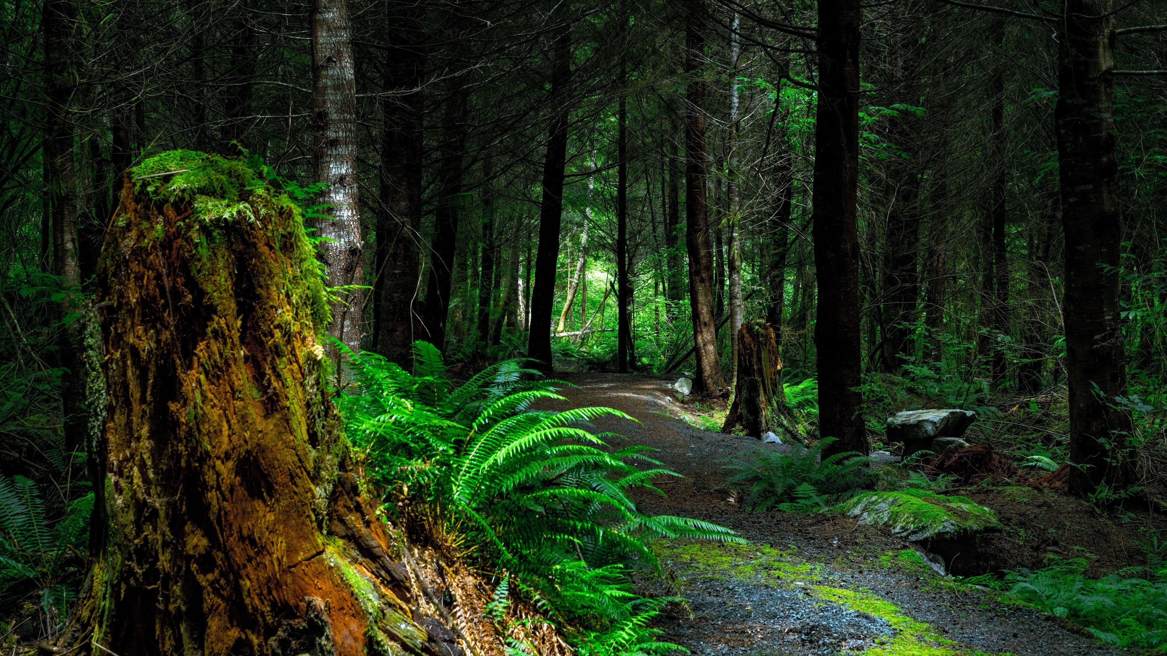 Canada Forest Wallpapers Top Free Canada Forest Backgrounds