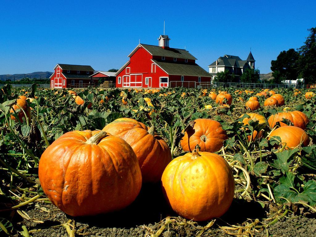 Pumpkin Farm Wallpapers Top Free Pumpkin Farm Backgrounds