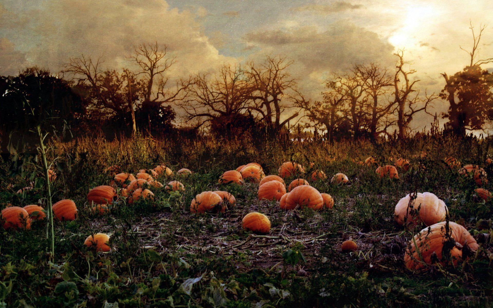 Pumpkin Farm Wallpapers Top Free Pumpkin Farm Backgrounds