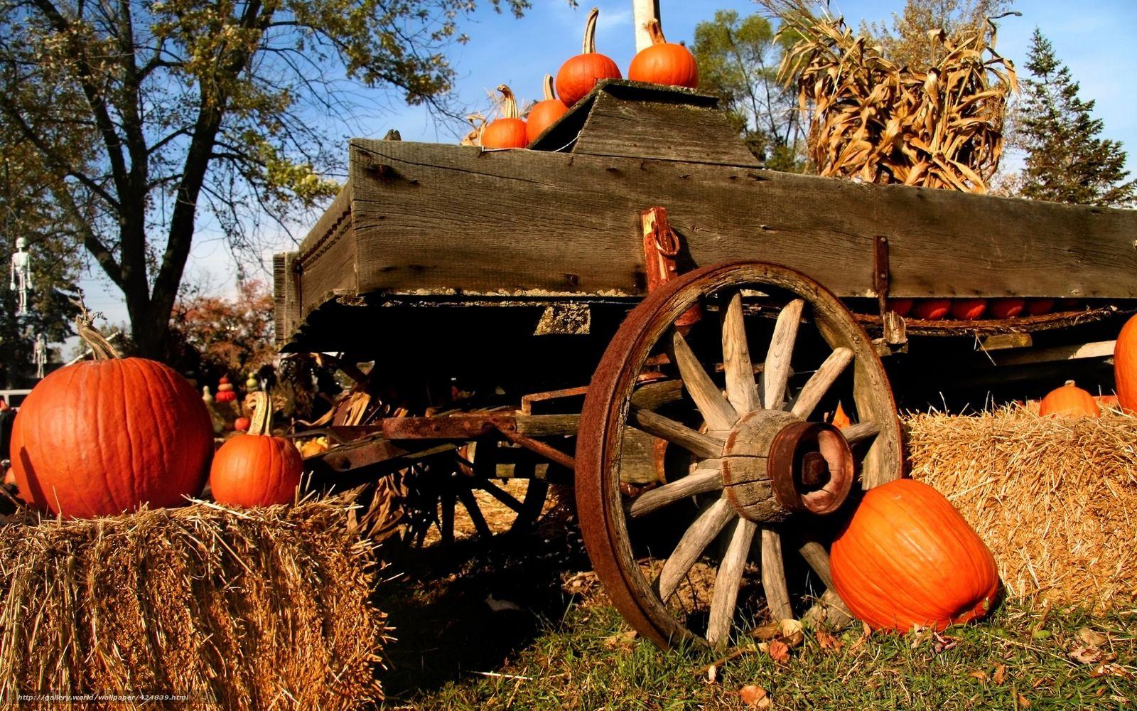 Pumpkin Farm Wallpapers Top Free Pumpkin Farm Backgrounds