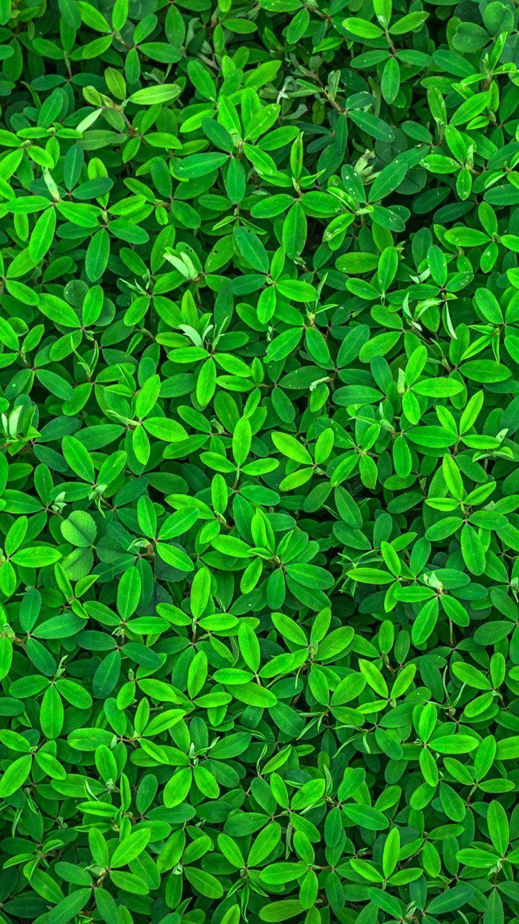 Green iPhone HD Wallpapers Top Free Green iPhone HD Backgrounds