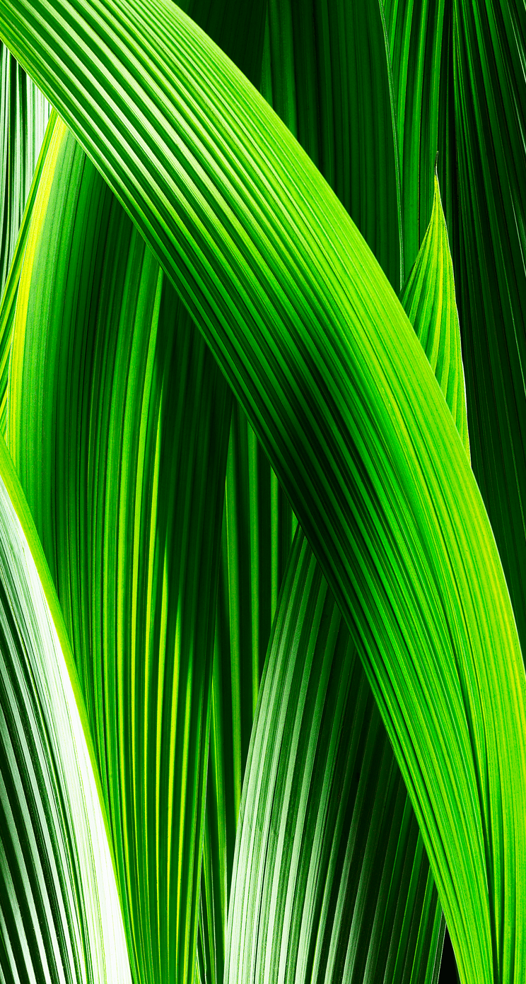 Green Full HD Wallpapers Top Free Green Full HD Backgrounds