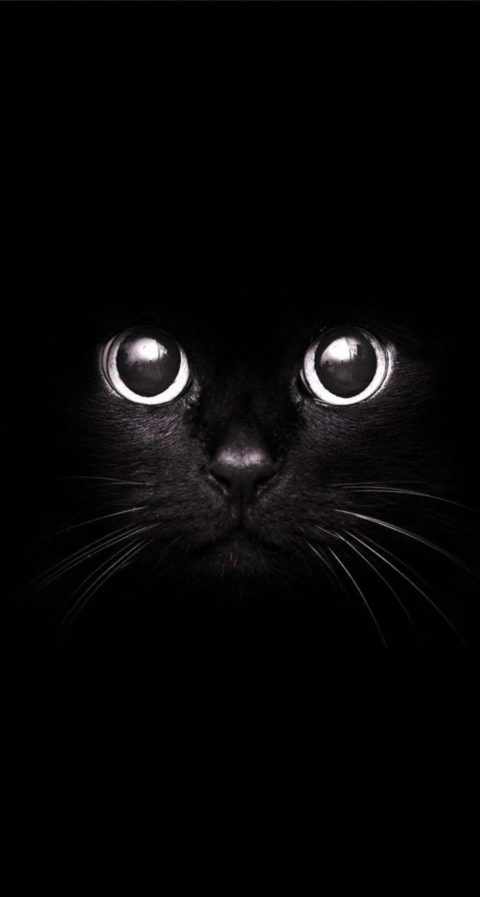 Cool Black Cat Wallpapers Top Free Cool Black Cat Backgrounds