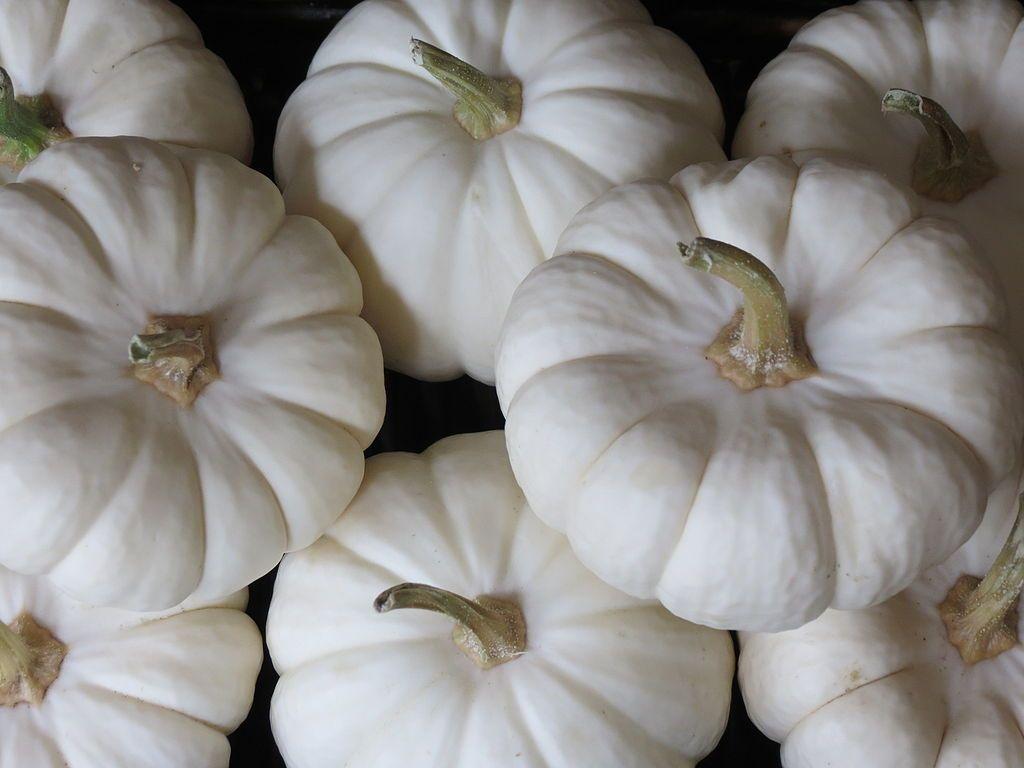 White Pumpkins Desktop Wallpapers Top Free White Pumpkins Desktop