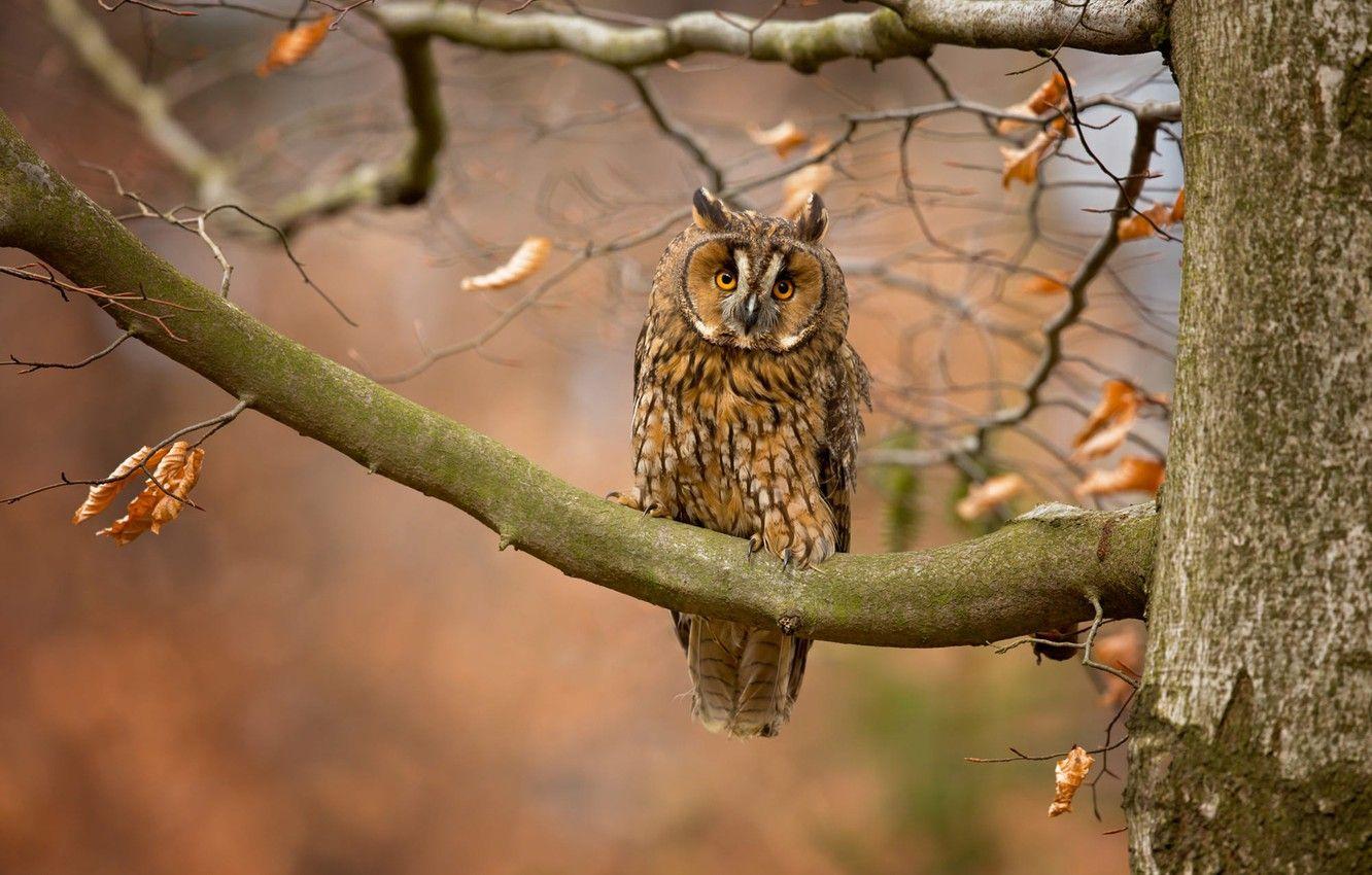 Autumn Owl Wallpapers Top Free Autumn Owl Backgrounds WallpaperAccess