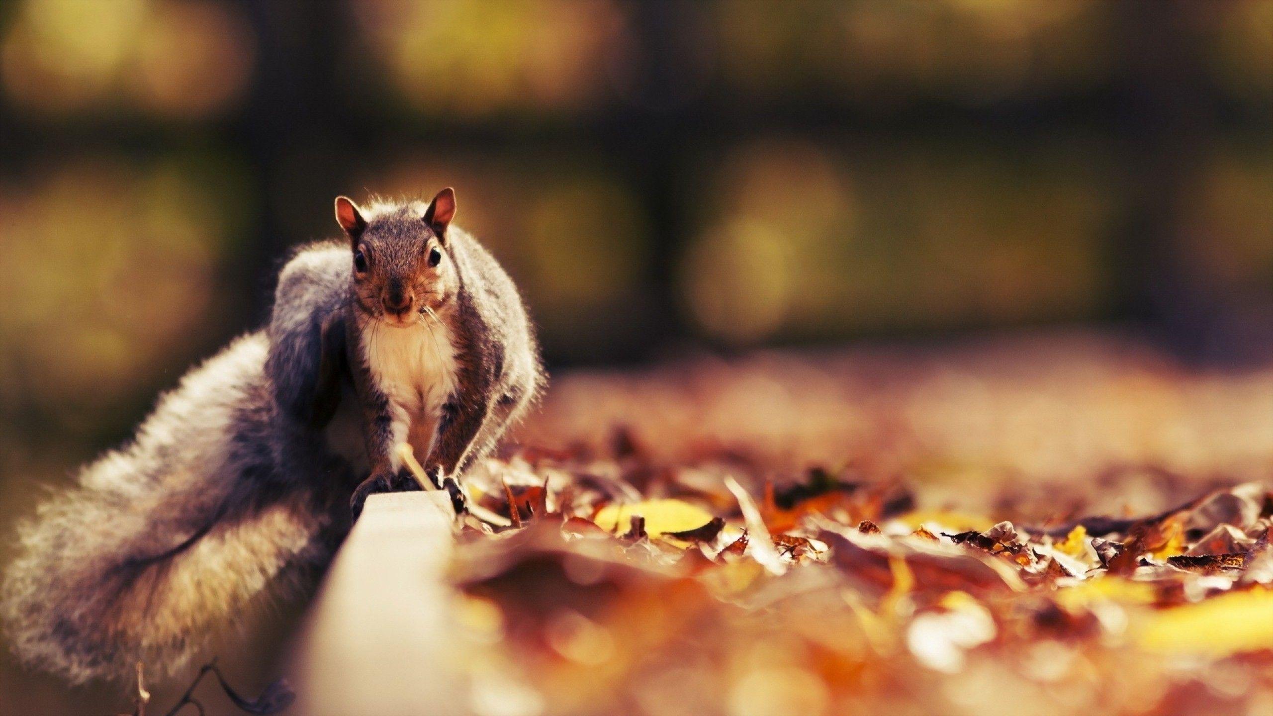 Fall Animal Wallpapers Top Free Fall Animal Backgrounds WallpaperAccess