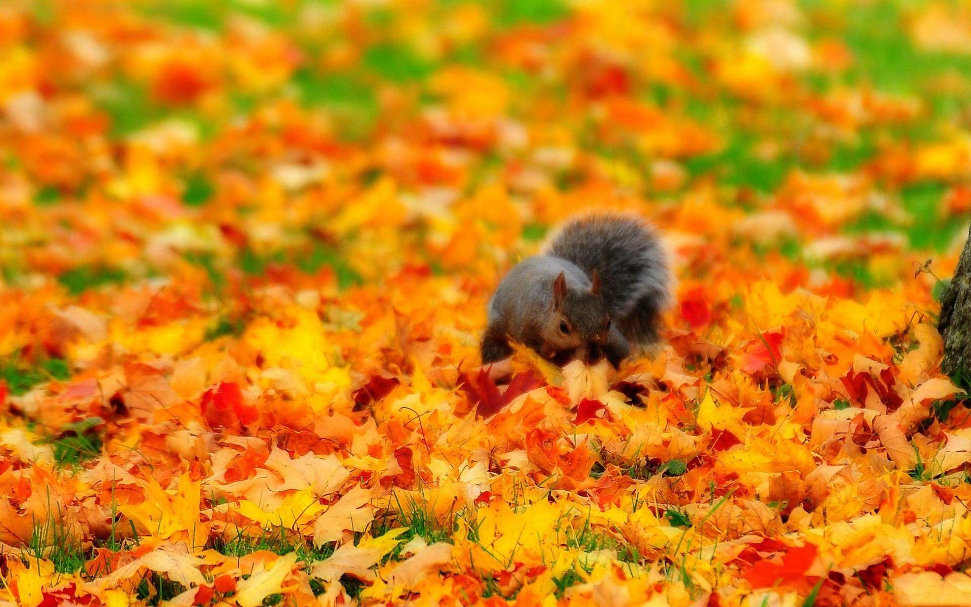 Fall Animal Wallpapers Top Free Fall Animal Backgrounds WallpaperAccess