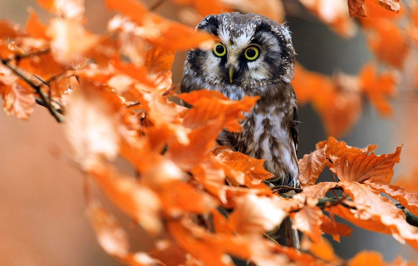 Autumn Owl Wallpapers Top Free Autumn Owl Backgrounds WallpaperAccess