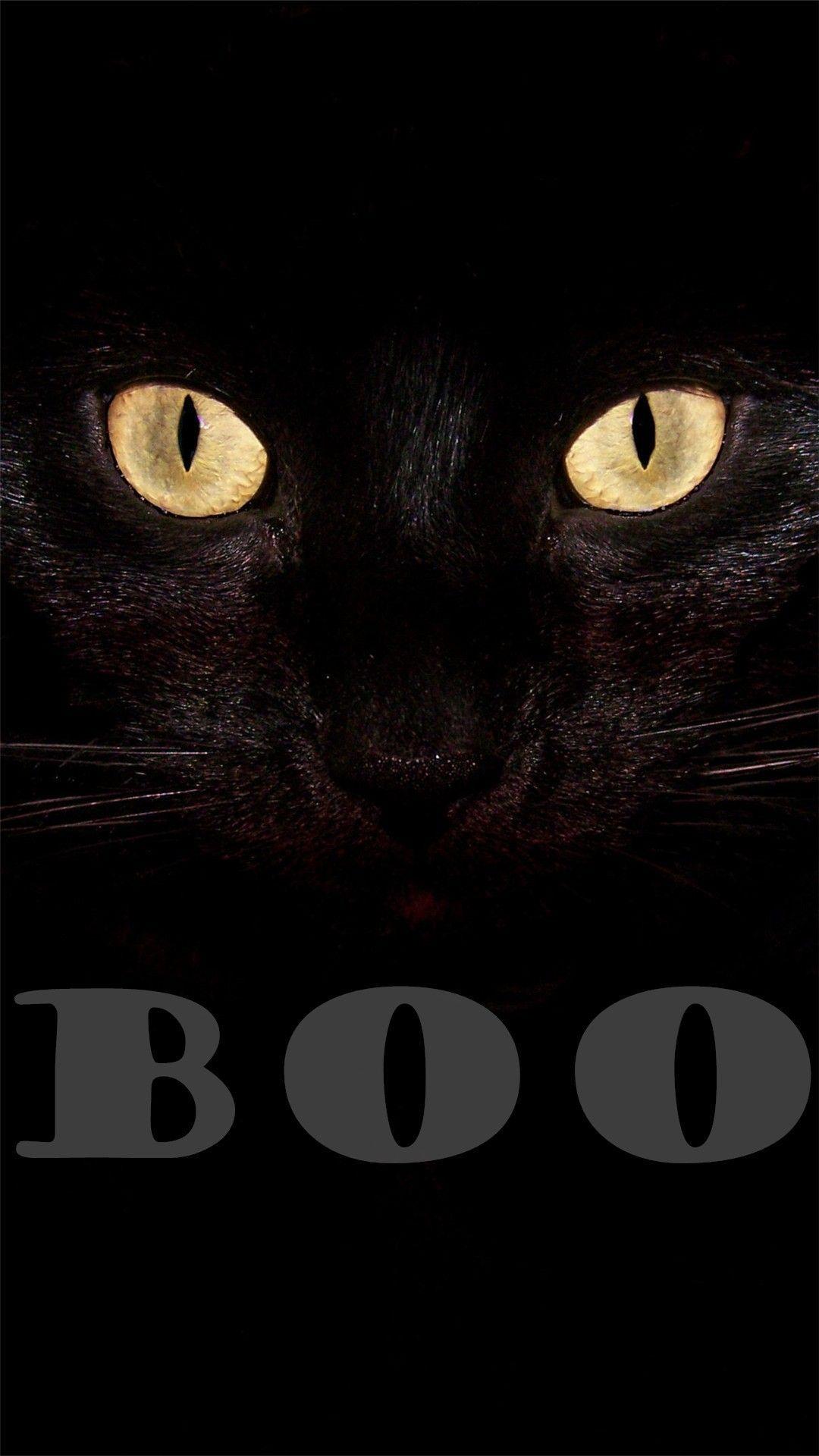 Black Cat Halloween Wallpapers Top Free Black Cat Halloween