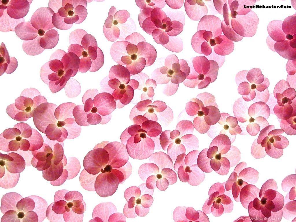 Kawaii Flowers Wallpapers Top Free Kawaii Flowers Backgrounds