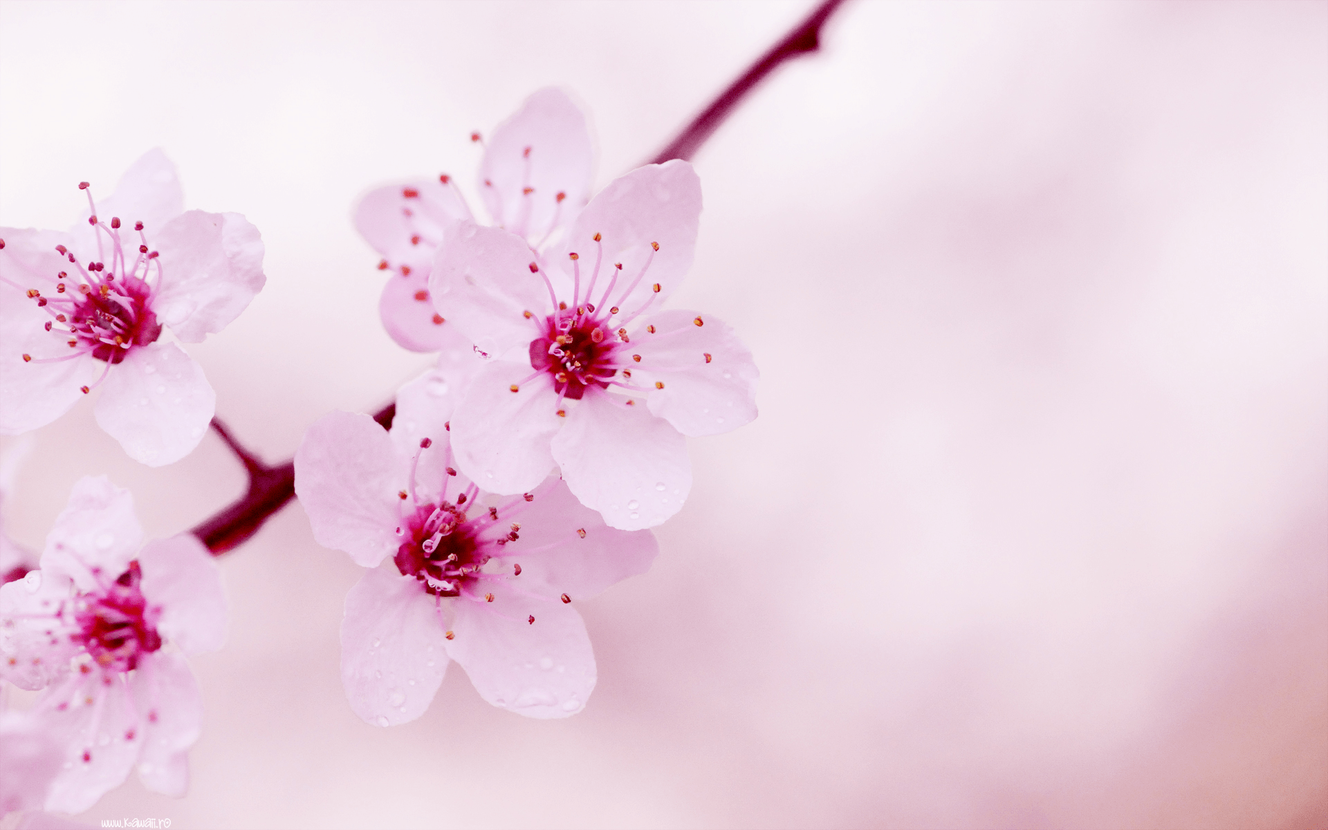 Kawaii Flowers Wallpapers Top Free Kawaii Flowers Backgrounds