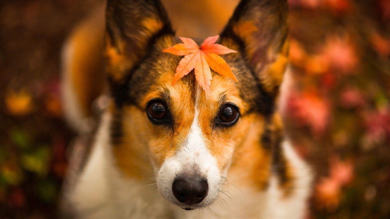 Puppy Thanksgiving Wallpapers Top Free Puppy Thanksgiving Backgrounds