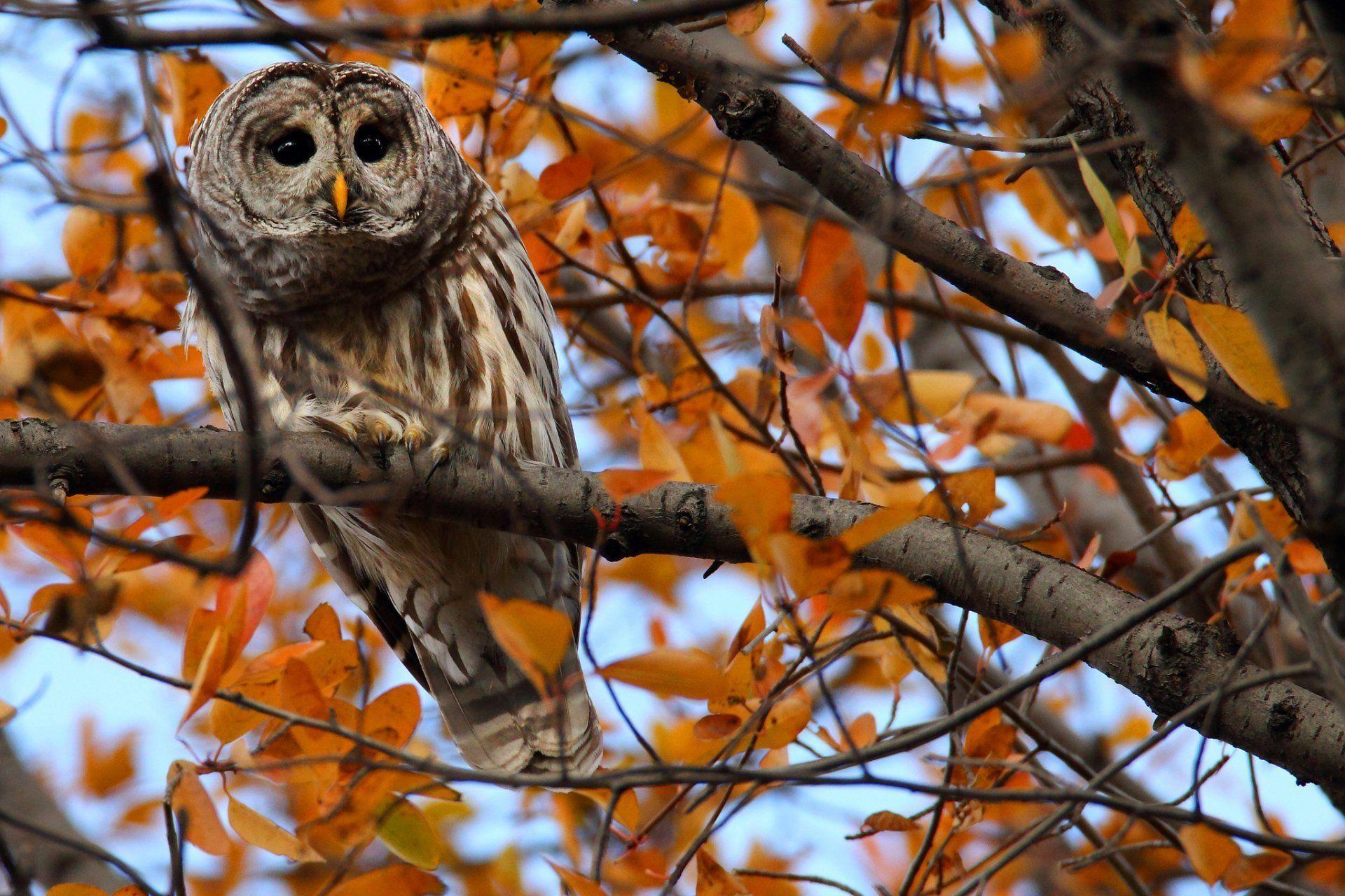 Autumn Owl Desktop Wallpapers Top Free Autumn Owl Desktop Backgrounds