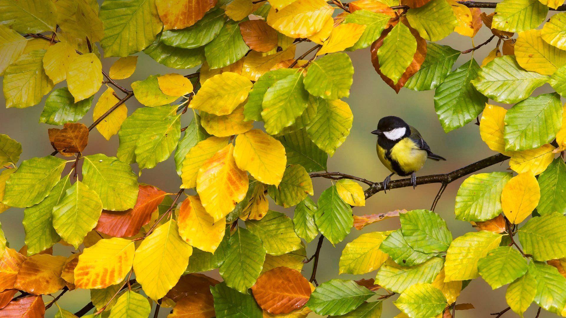 Autumn Birds Wallpapers Top Free Autumn Birds Backgrounds