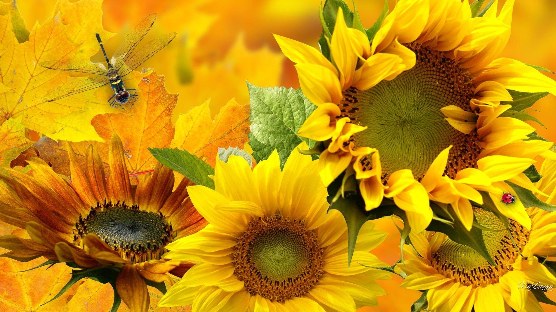 Autumn Sunflower Wallpapers Top Free Autumn Sunflower Backgrounds WallpaperAccess